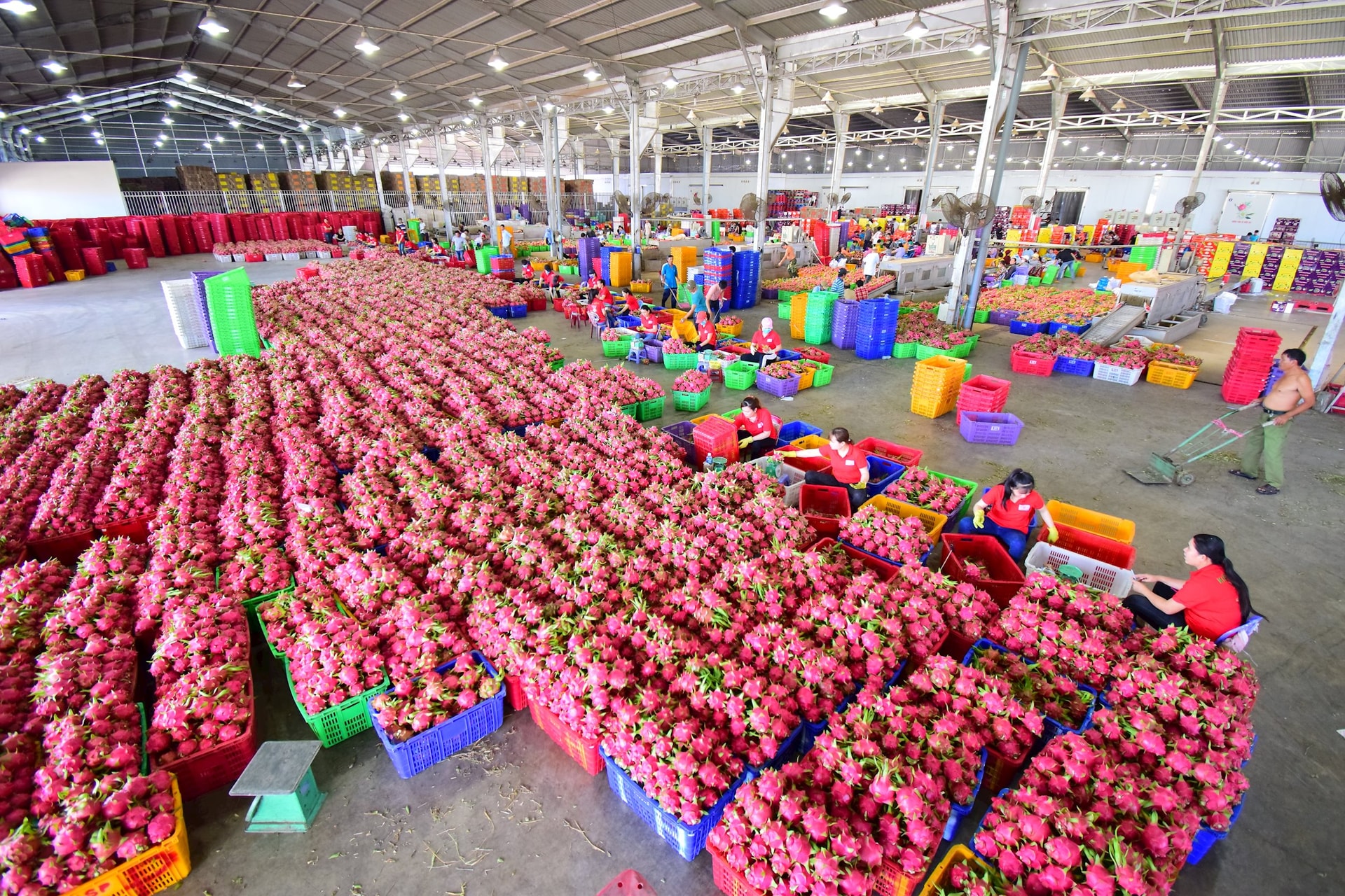 Thu mua thanh long để xuất khẩu (2)