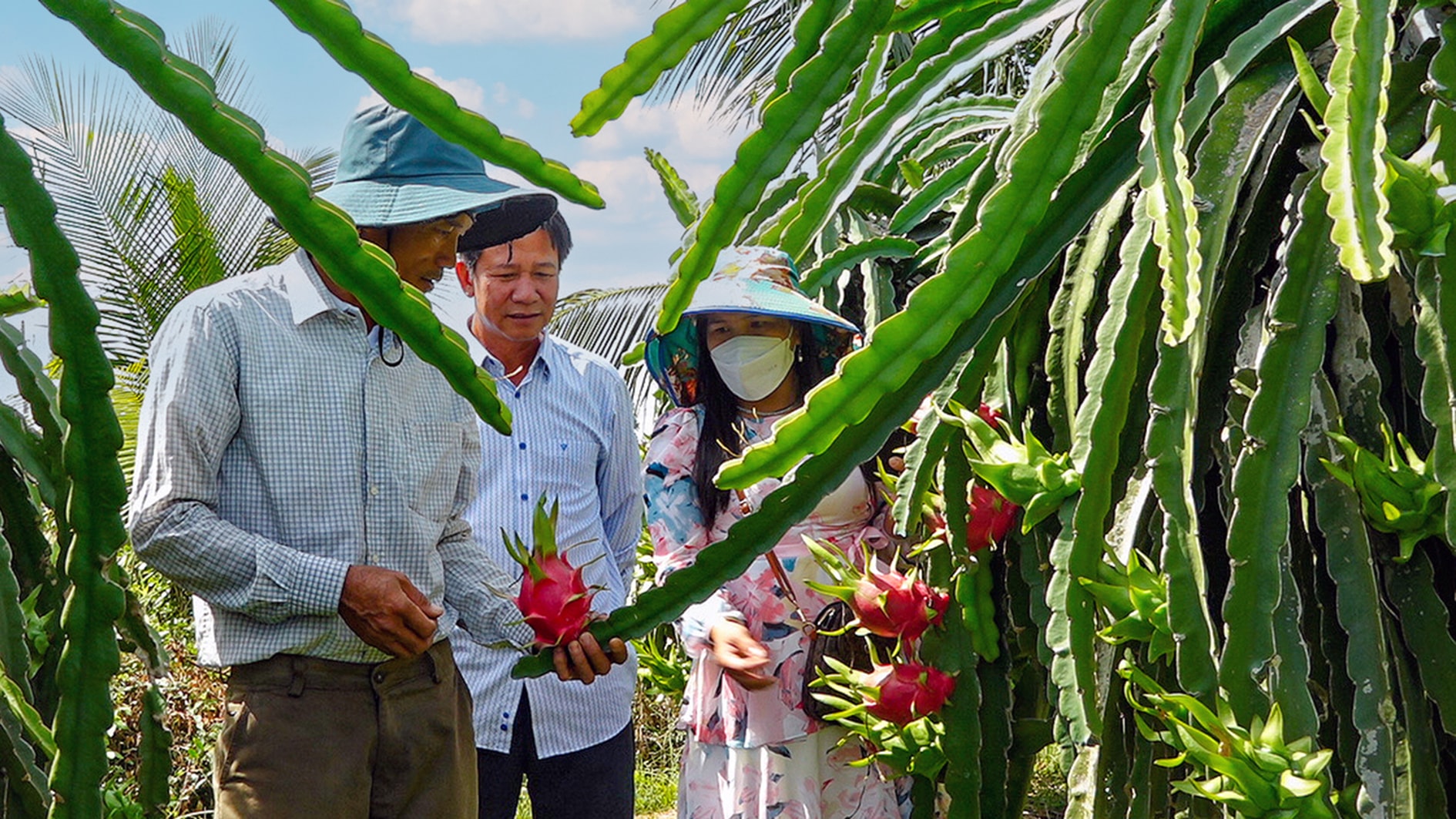 Thương lái đánh giá chất lượng thanh long tại vườn
