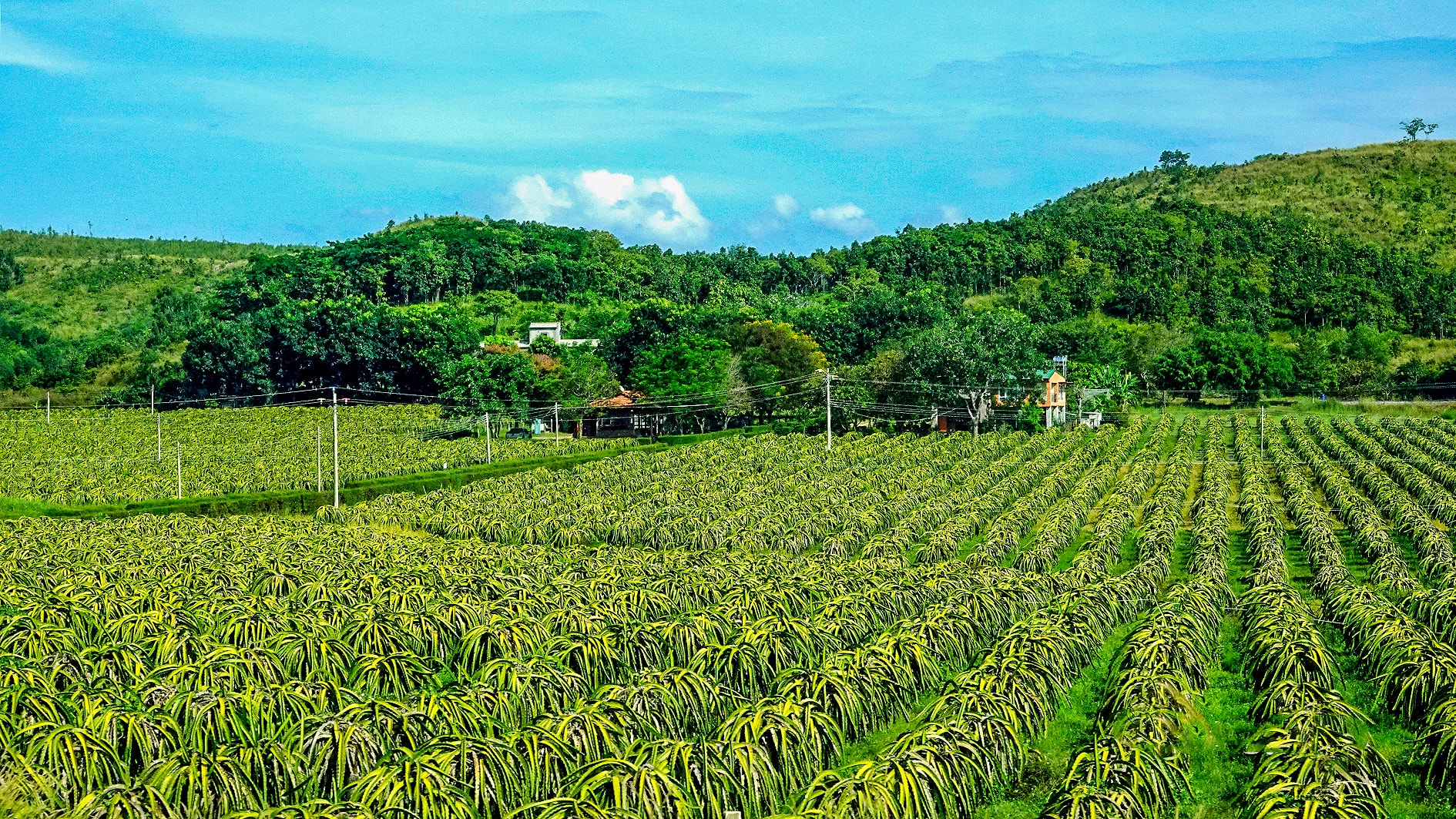 Vườn thanh long ở xã Hàm Kiệm