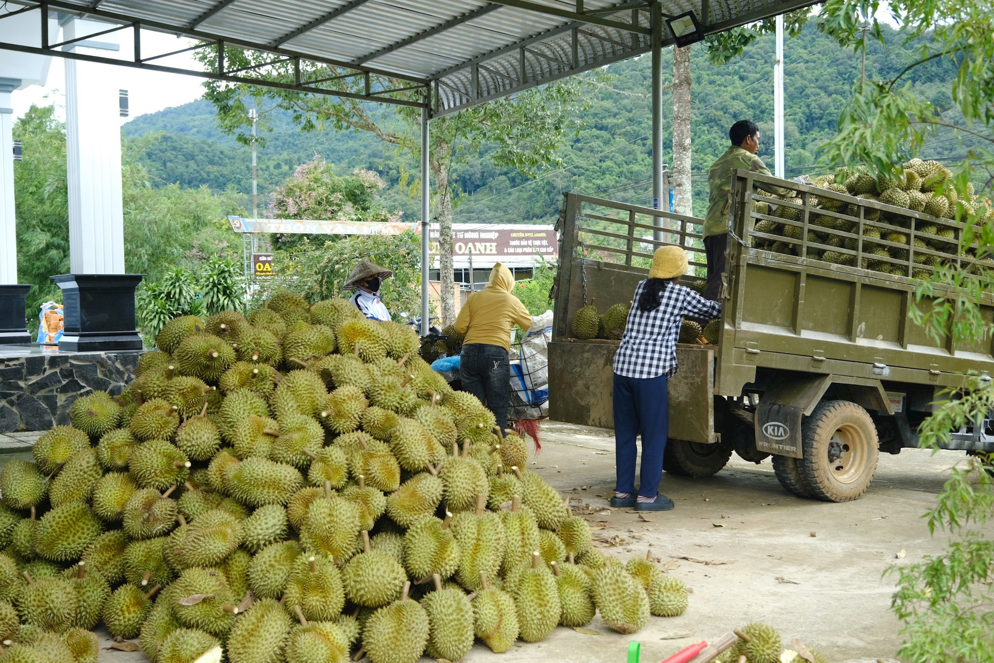 Nhộn nhịp mùa thu hoạch sầu riêng ở các xã phía Nam tỉnh Lâm Đồng