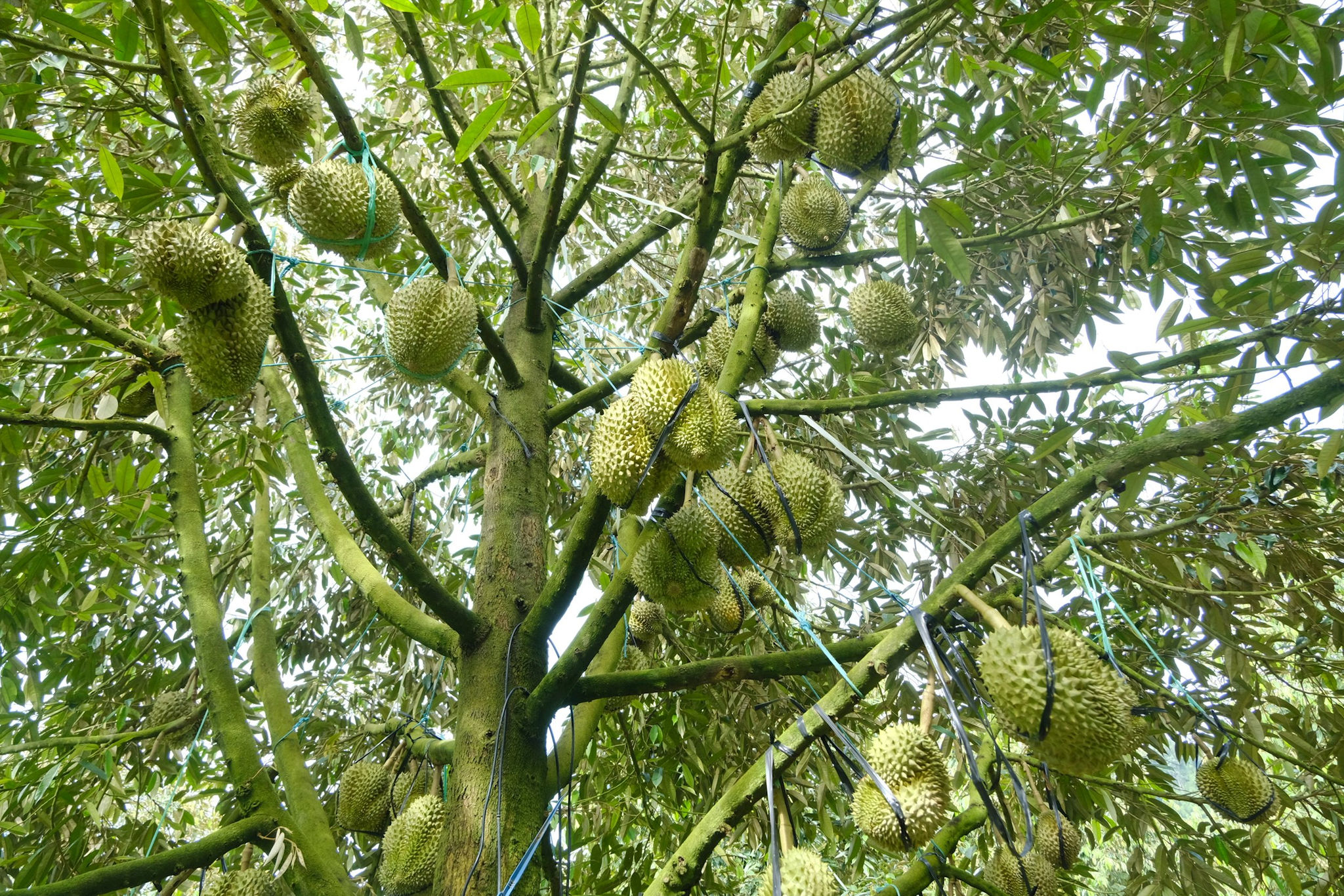 Khu vườn sầu riêng được đầu tư bài bản của nông dân Nguyễn Thái Sơn, xã Đạ Tẻh 2 dự kiến sẽ thu về khoảng 70 tấn trái