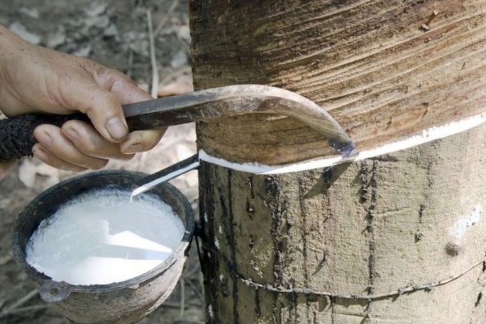 Giá cao su hôm nay 28 Thị trường quốc tế giảm sâu trong nước duy trì ổn định