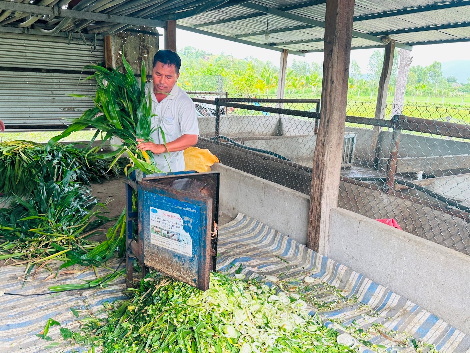 ប្រជាជនឃុំ Phan Son អនុវត្តវិទ្យាសាស្ត្រ និងបច្ចេកវិទ្យាក្នុងផលិតកម្មកសិកម្ម