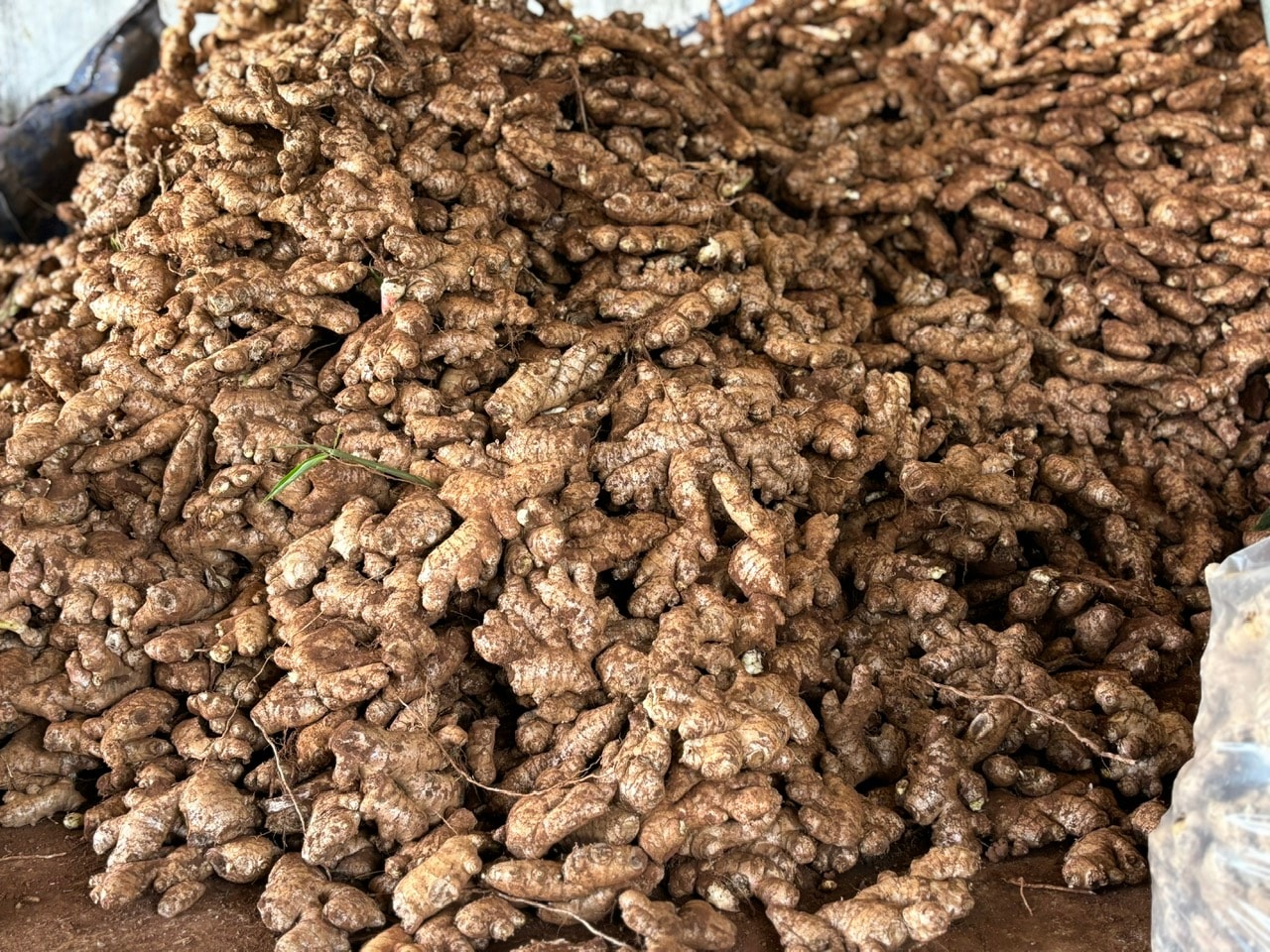 Gừng- gia vị quen thuộc và có thể xuất khẩu
