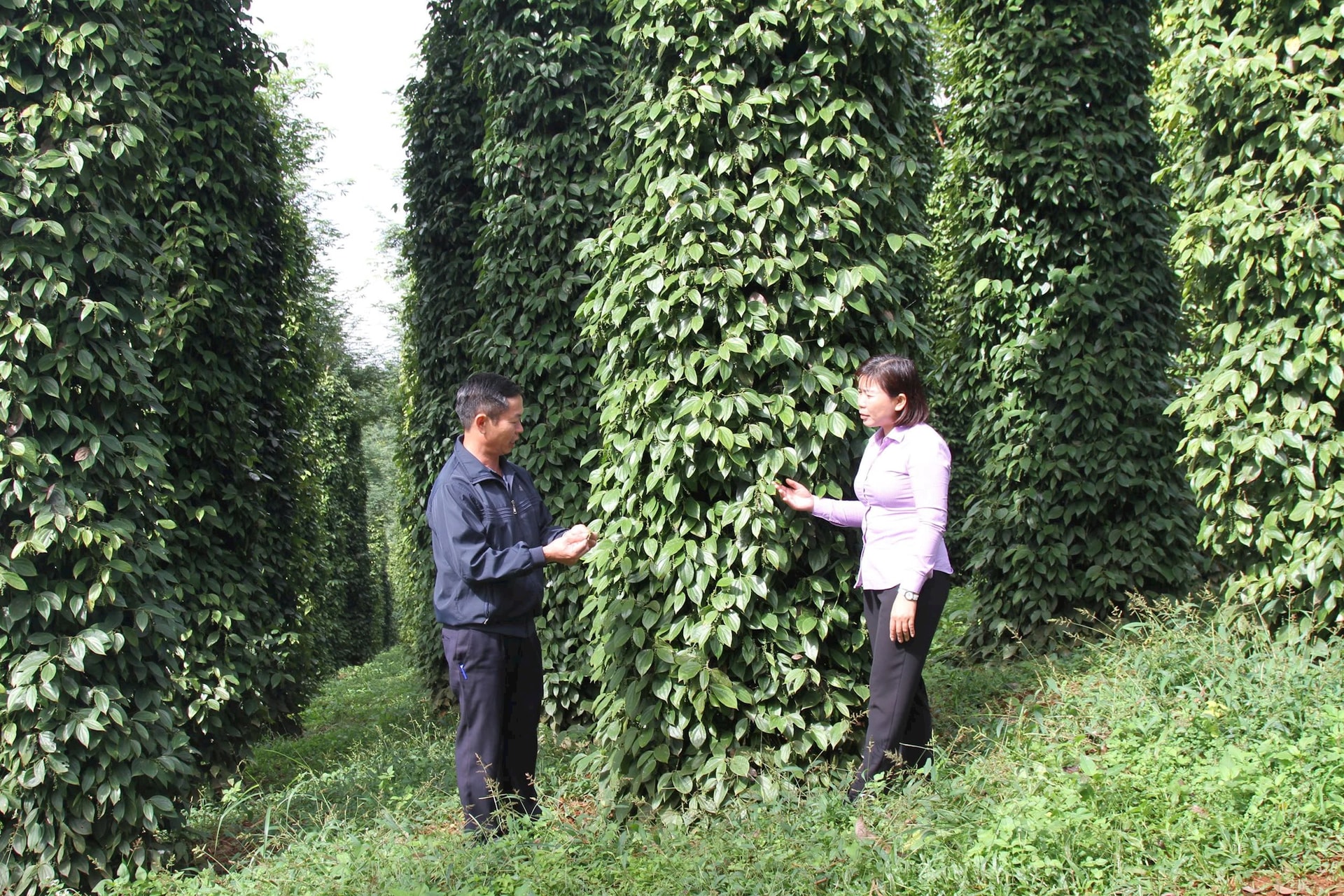 Bà Nguyễn Thị Thảo, cán bộ khuyến nông tỉnh Lâm Đồng thường xuyên theo dõi, tư vấn cho nông dân về phát triển hồ tiêu hữu cơ