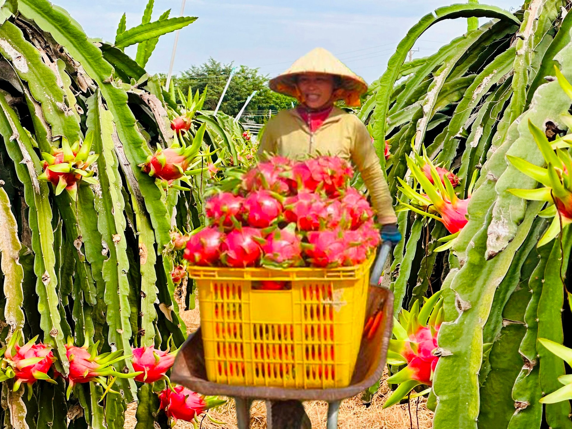 t6_02 ច្បាប់ចម្លង