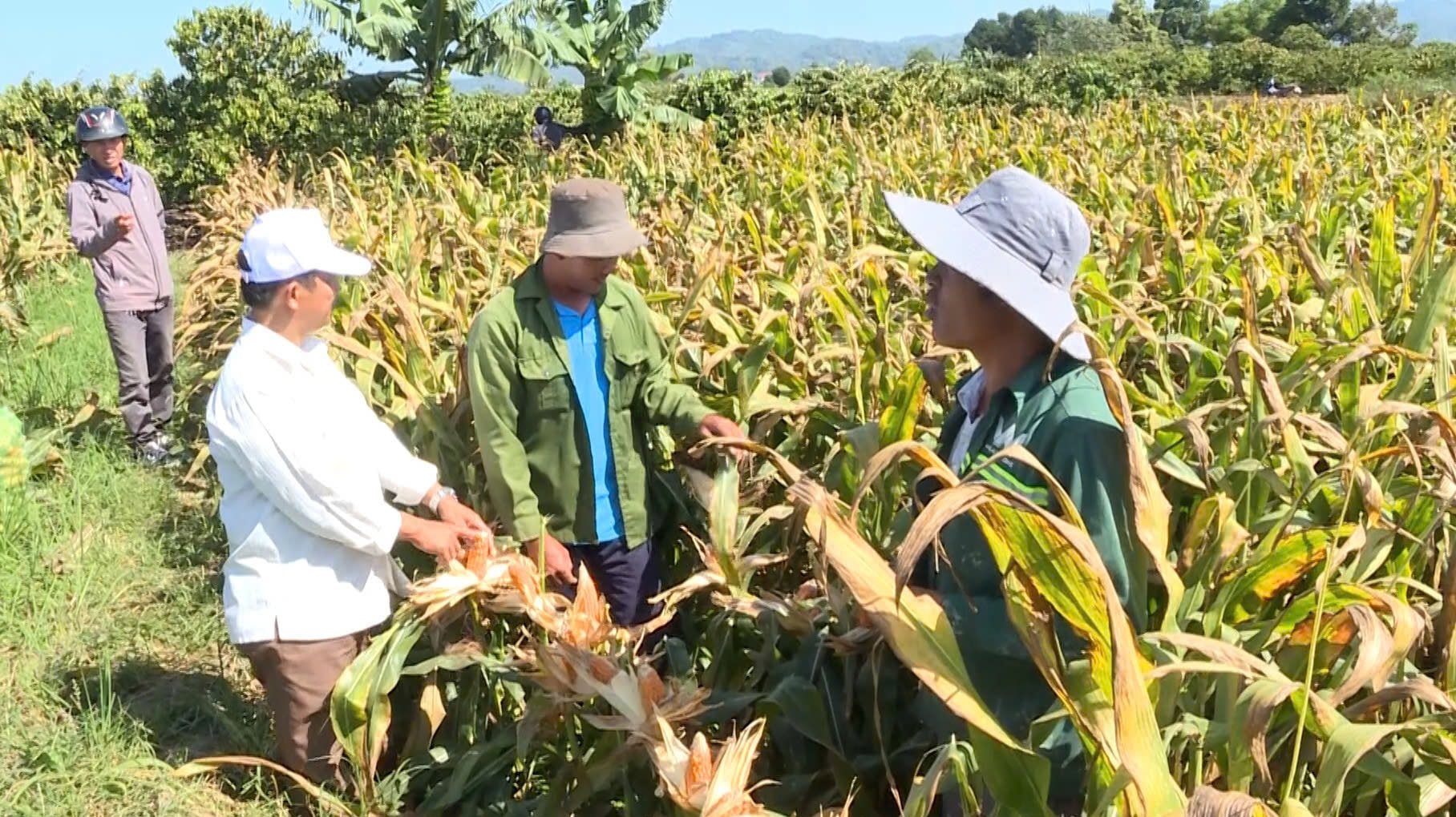 Vùng sản xuất bắp giống ở các xã Quảng Phú và Nâm Nung đã được tỉnh quy hoạch phát triển thành vùng nông nghiệp ứng dụng công nghệ cao.