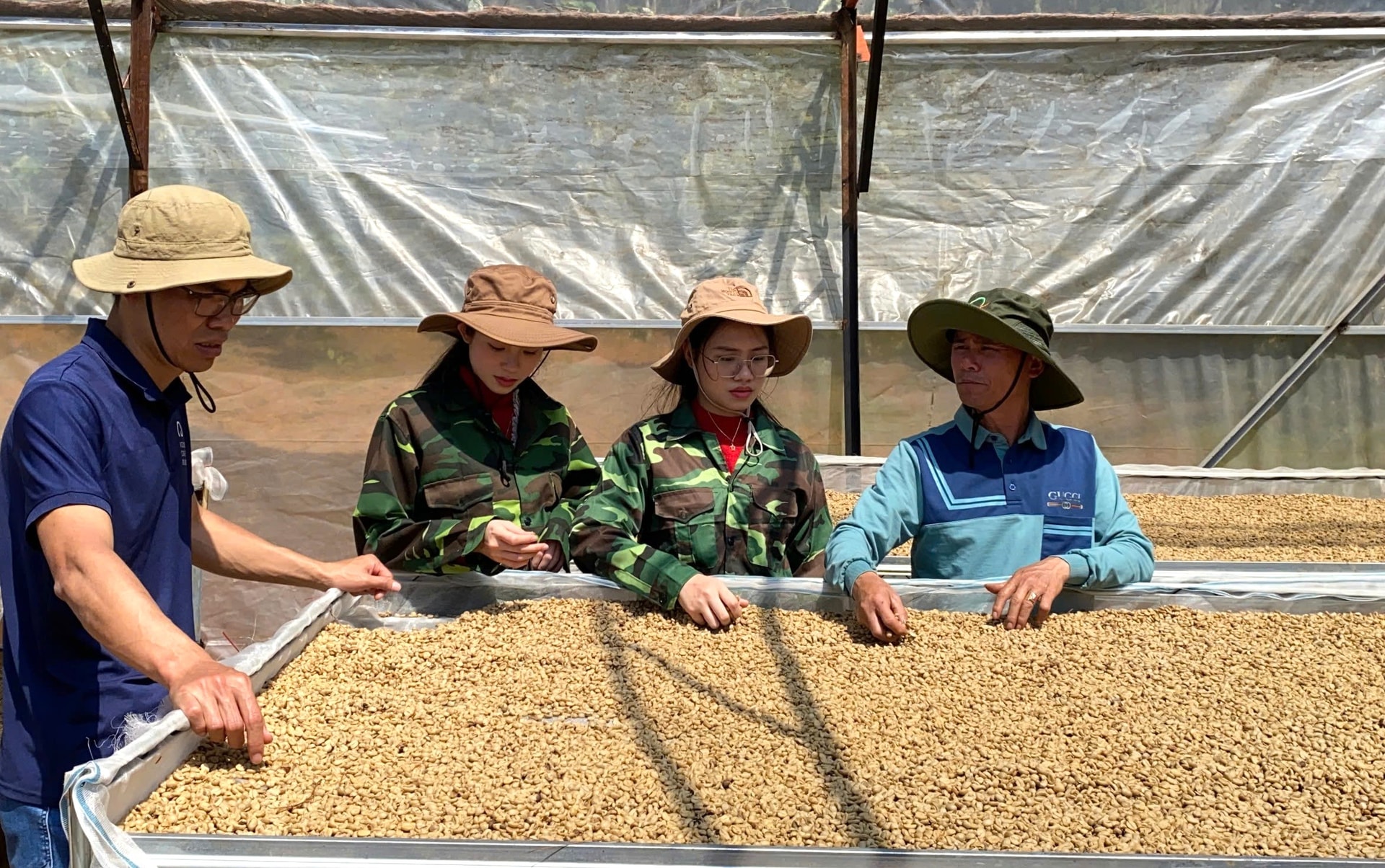 Thương hiệu Cà phê Voido, xã Hiệp Thạnh ưu tiên chế biến cà phê vàng Bourbon trong chiến lựợc thương mại lâu dài.