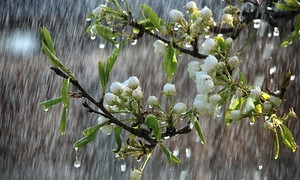 Dự báo thời tiết 10 ngày: Áp thấp nhiệt đới vào vịnh Bắc Bộ, cả nước mưa kéo dài