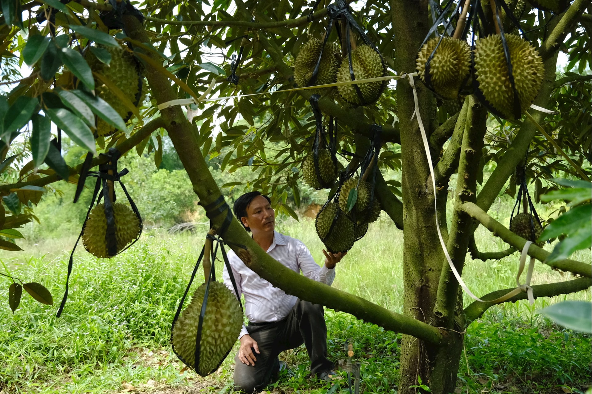 Ảnh 1.2 trồng sầu riêng 