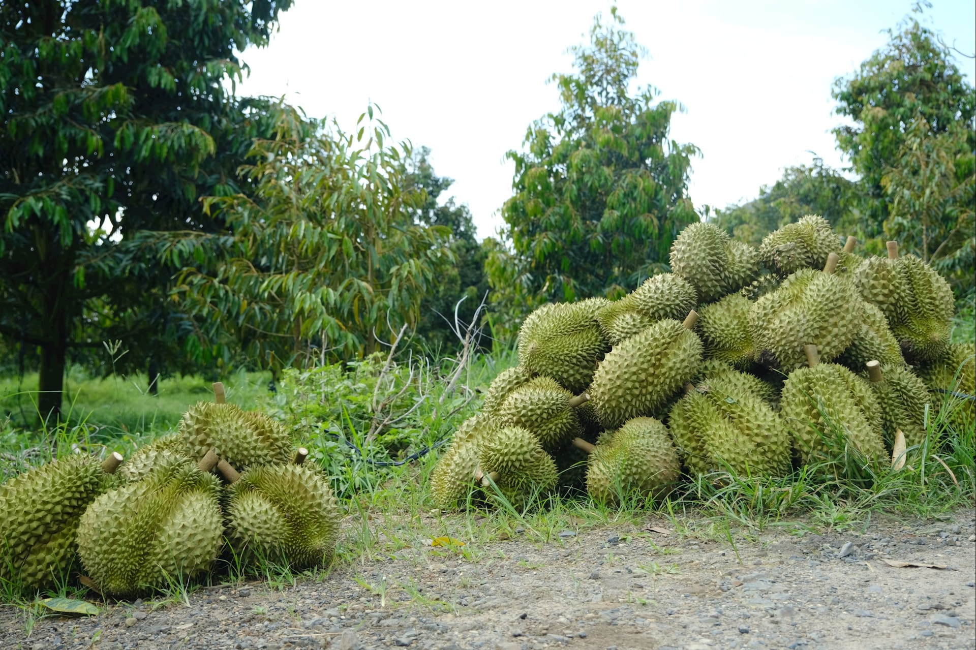 dscf3584.jpg