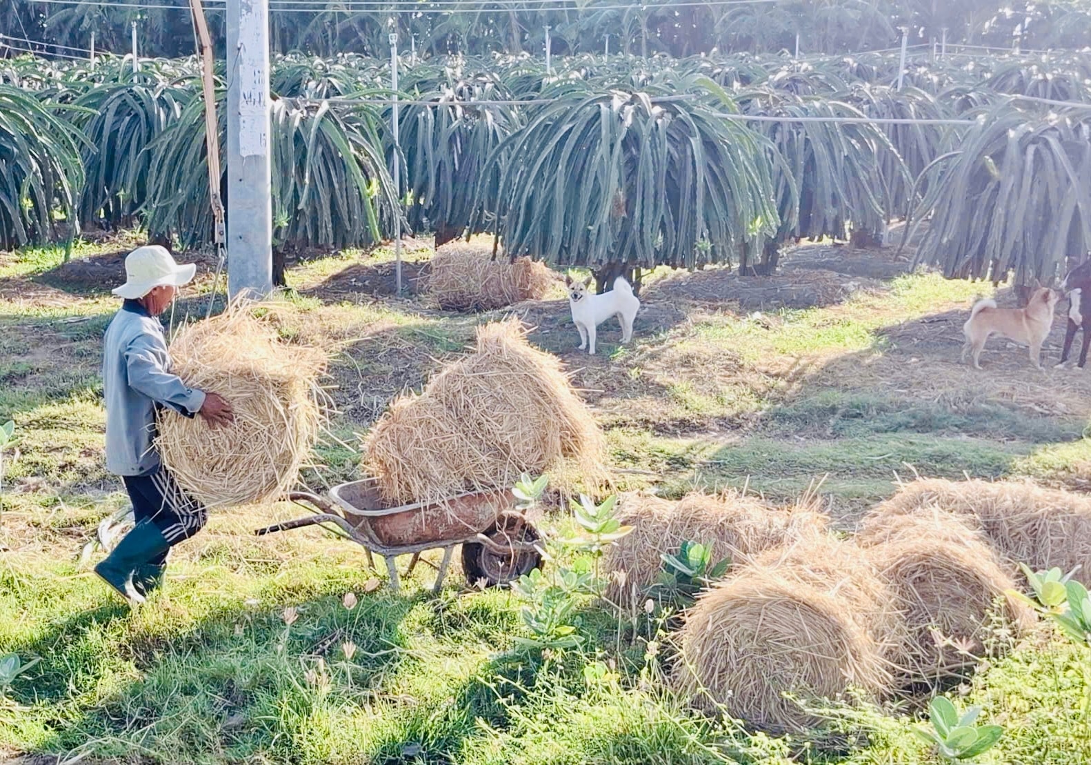 harvest-of-rolls.jpg