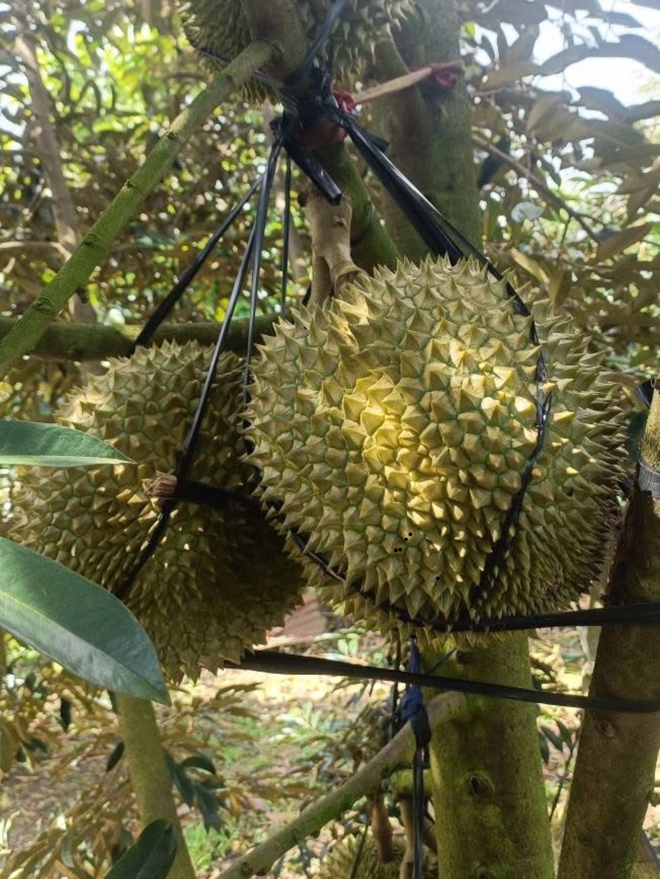 Village fruitier durian 1, commune de Da Huoai 3