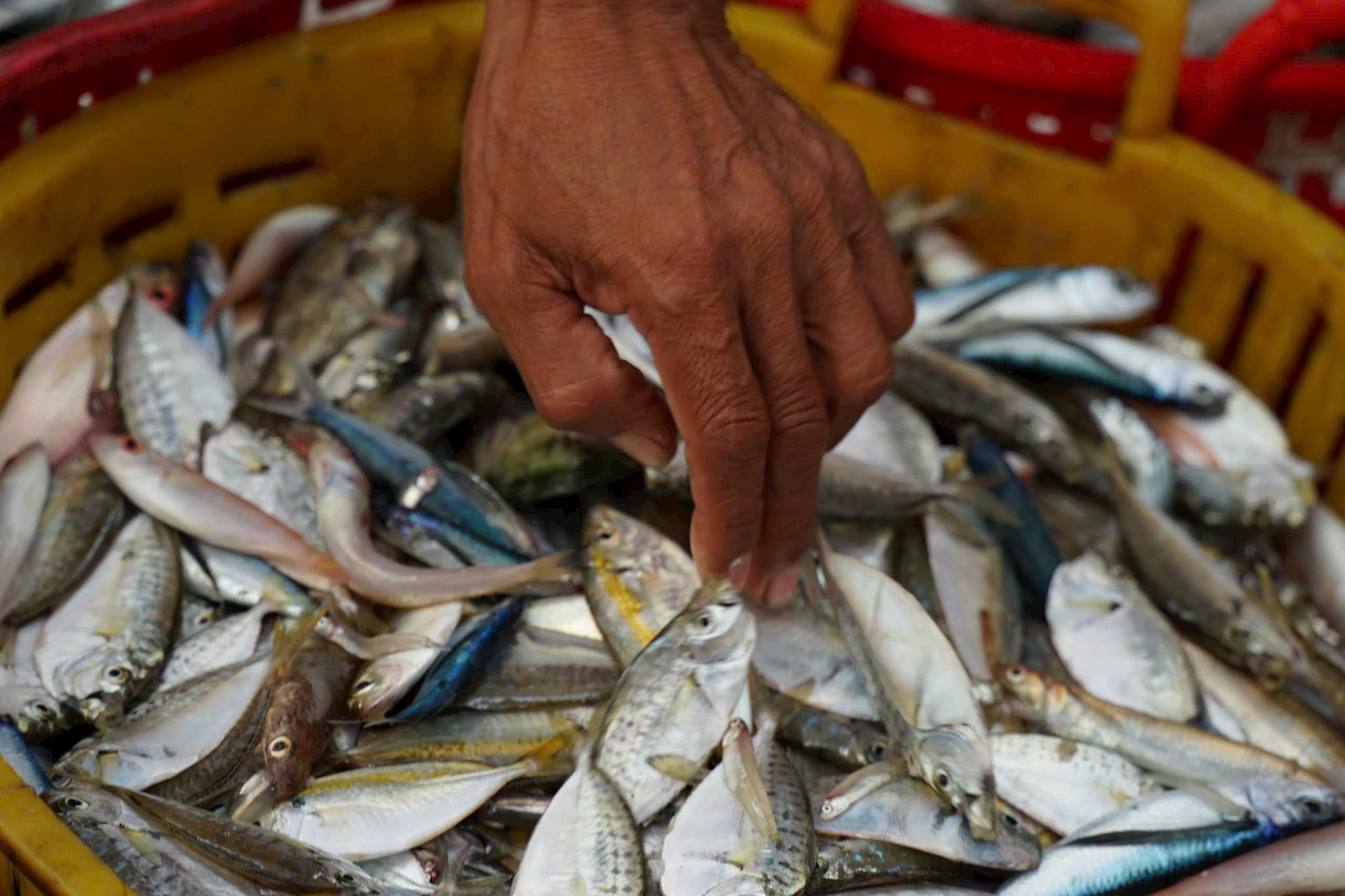 Mót những con cá nhỏ