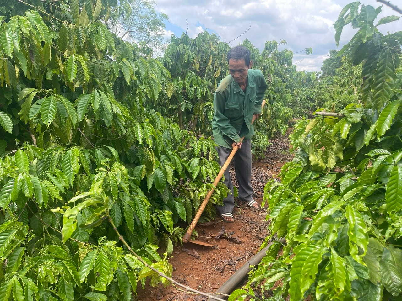 Mr. Y Binh in Nui village, Cu Jut commune, Lam Dong province has a stable income thanks to participating in the coffee growing area code.