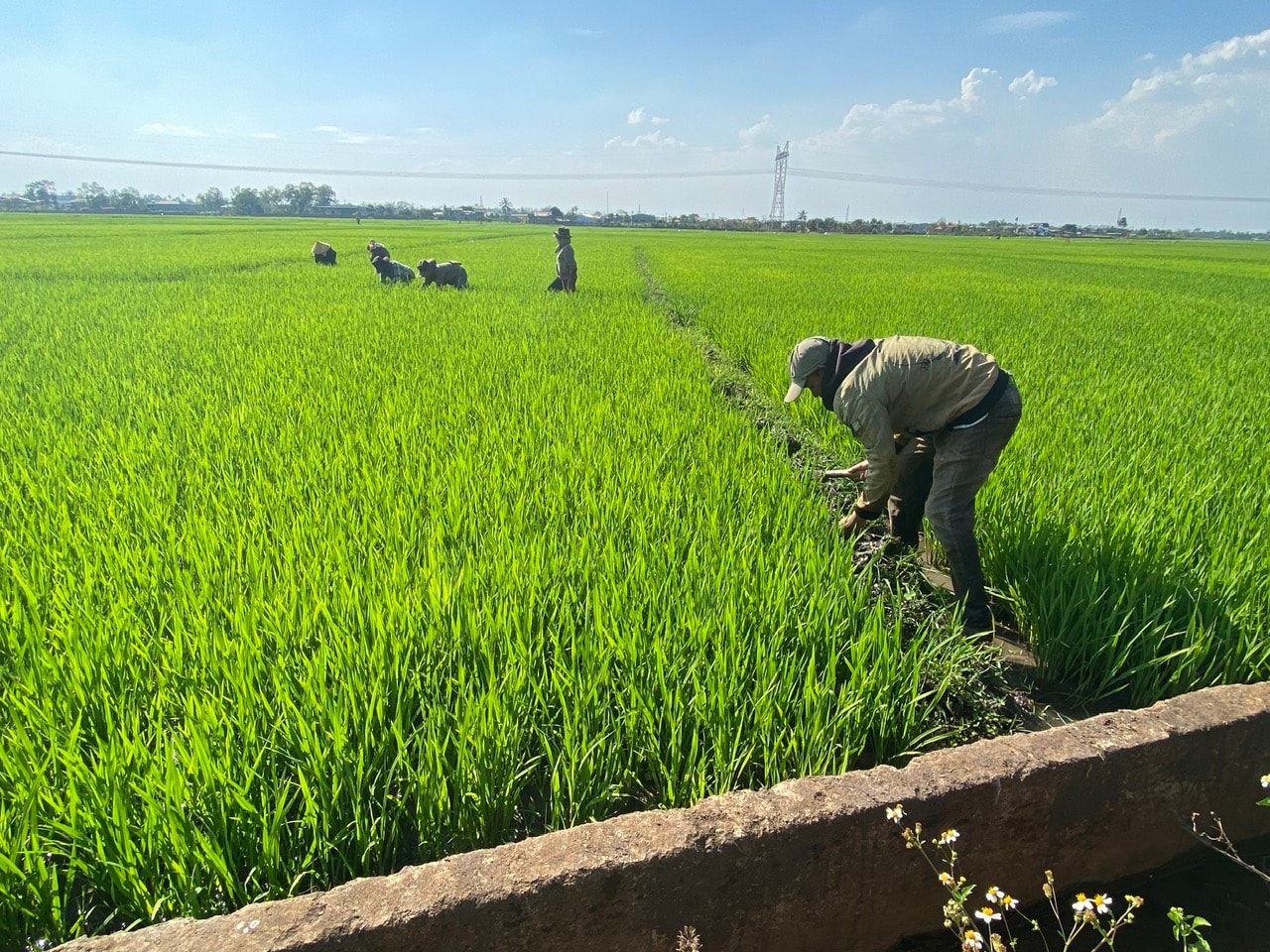 Expanding rice acreage to help ethnic minority households in Nam Da commune, Lam Dong province ensure food security