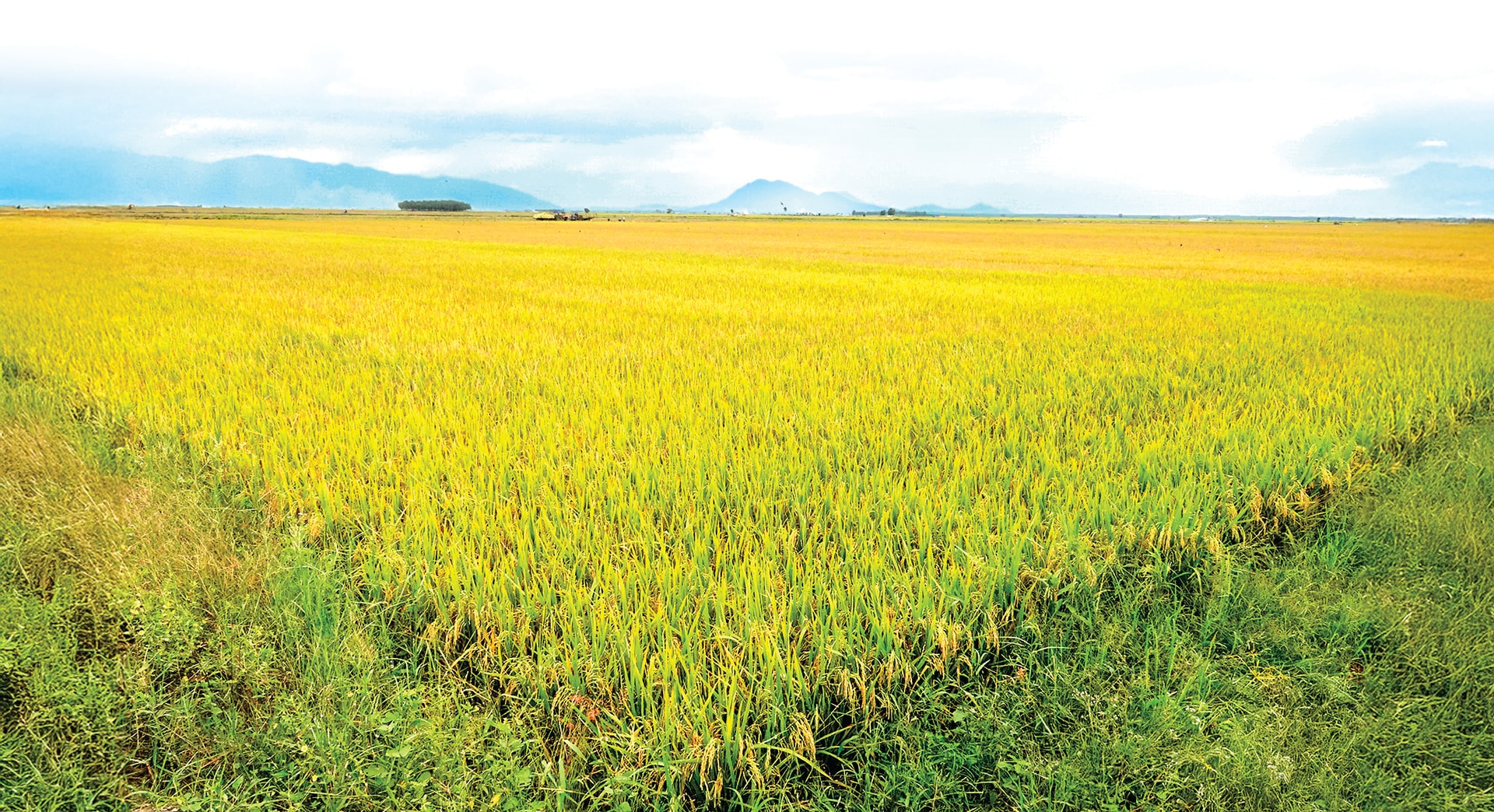 Campo de arroz glutinoso IR4625 para exportação em Duc Linh. Foto de N. Lan