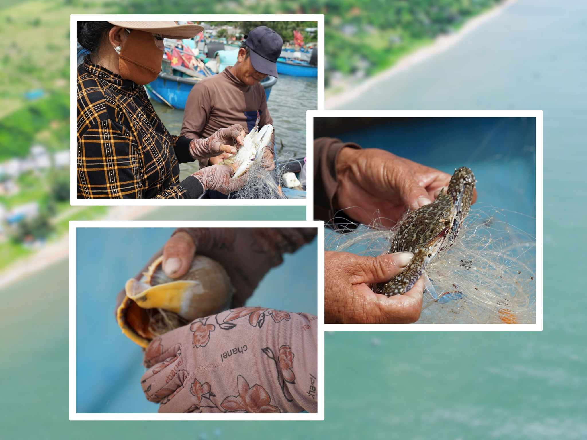 Nghề thúng chai có thể đánh nhiều loại lưới lưới cá, lưới ốc, bạch tuộc, lưới ghẹ