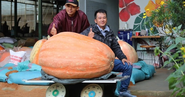 Bí ngô khổng lồ ở Đà Lạt nặng 174 kg, 4 người khiêng ra khỏi vườn