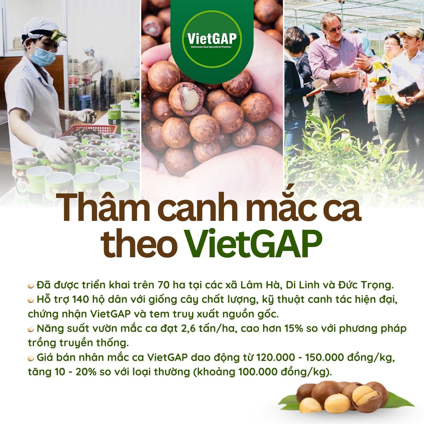 mắc ca