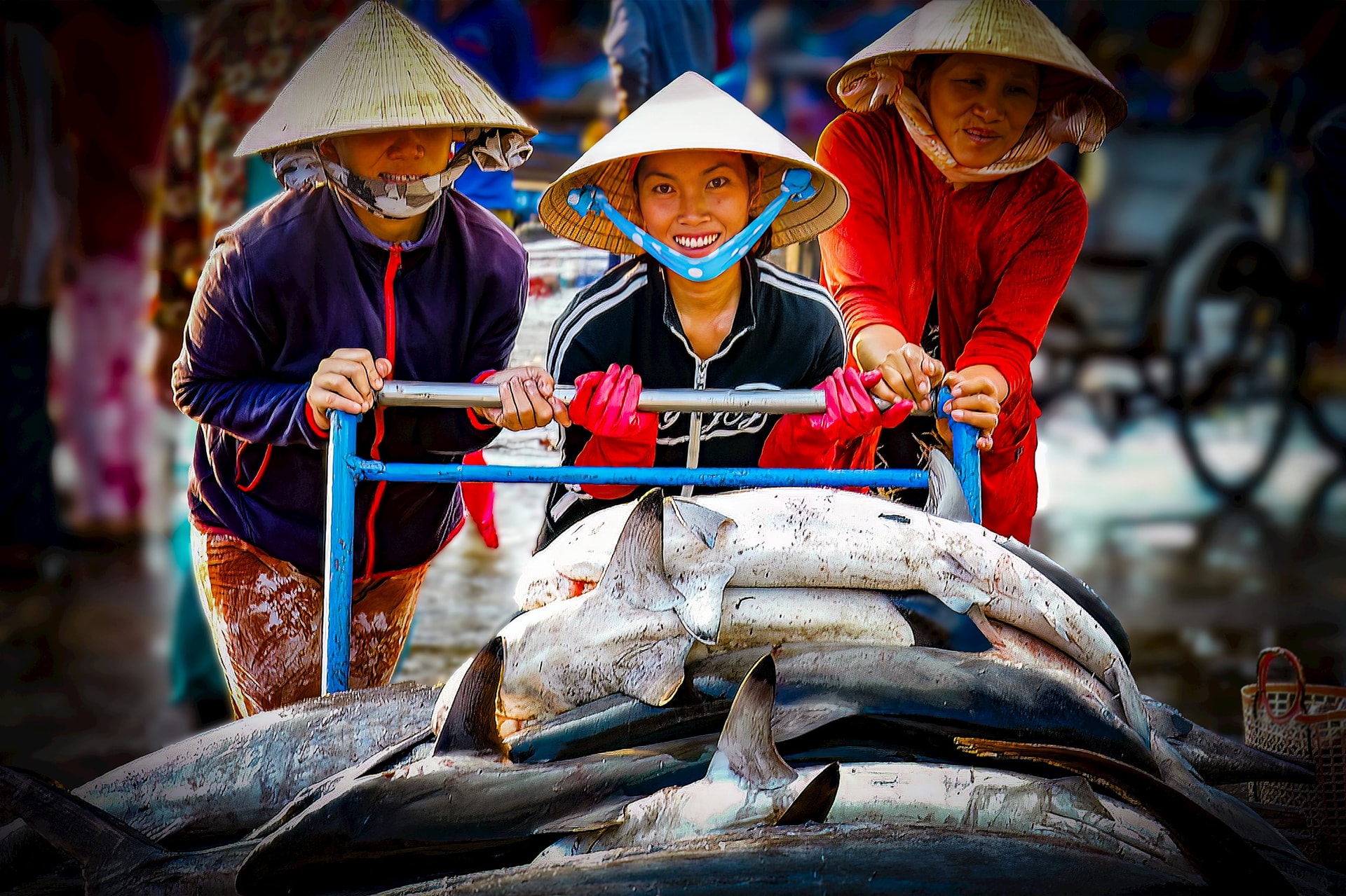ファンティエット港に入ってくる魚