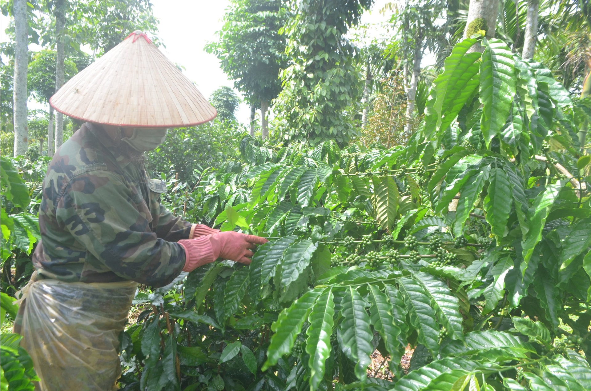 Chủ động phòng, chống sâu bệnh cho cây công nghiệp