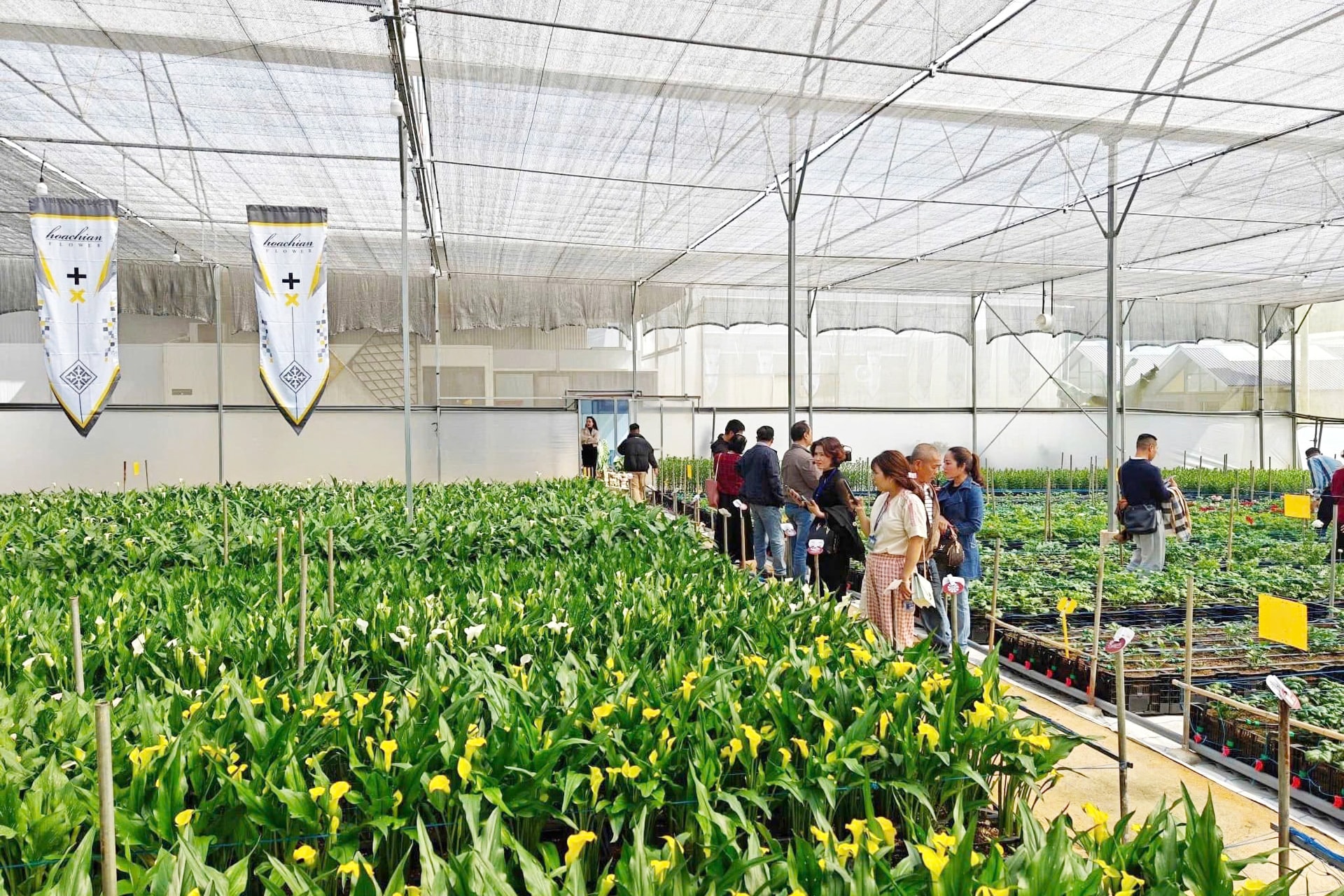 Nhiều cửa hàng ở Lâm Đồng bất ngờ vì hạn chế tặng hoa