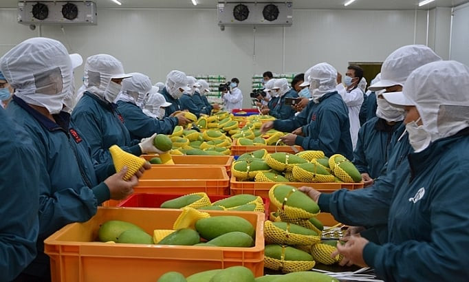 Công văn 2900: Kiểm tra ATTP với thực phẩm có nguồn gốc thực vật xuất khẩu và cấp giấy chứng nhận theo yêu cầu của EU 