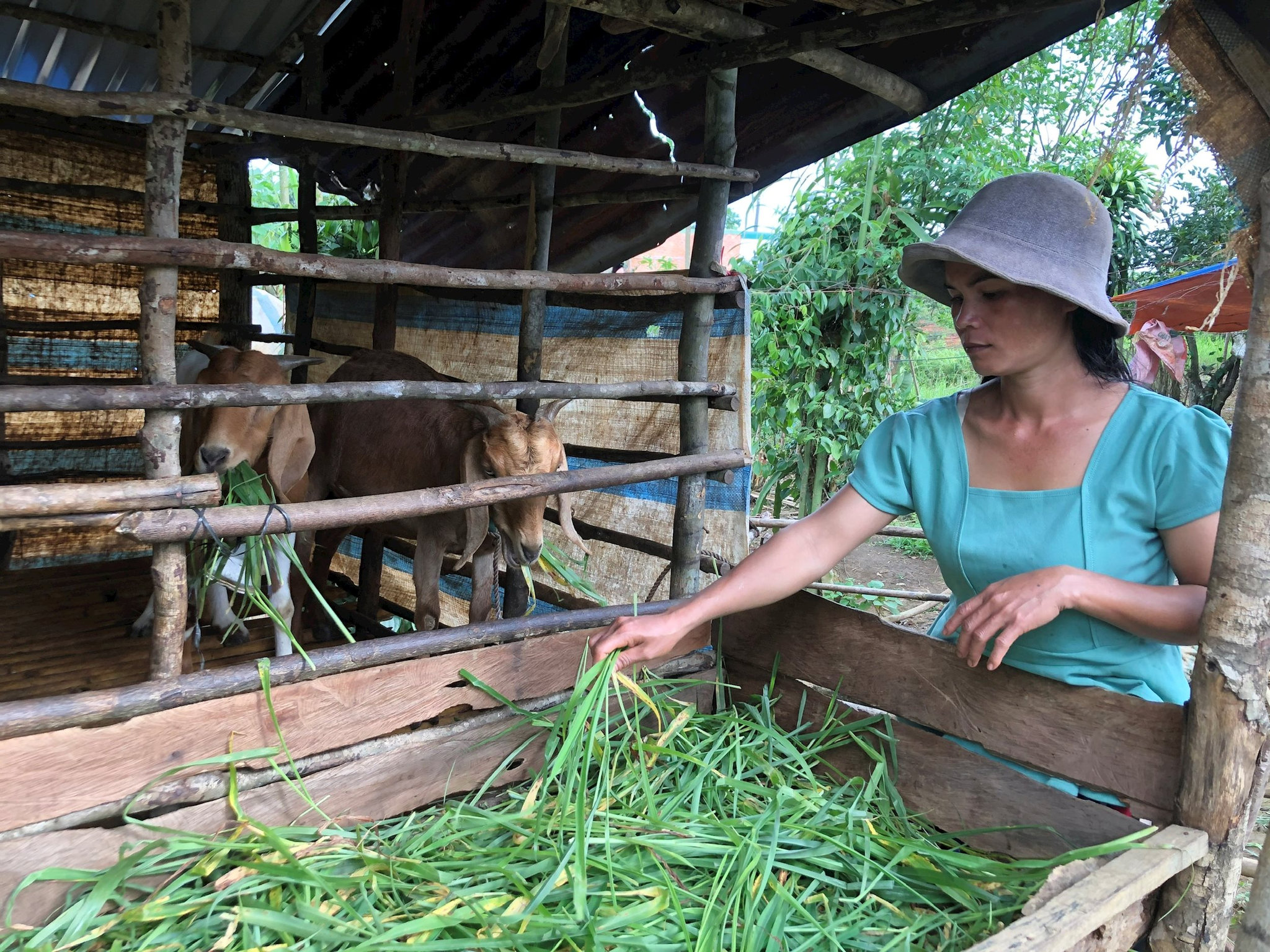 Gia đình nông dân xã Bảo Lâm 5 phát triển đàn dê từ hỗ trợ của Nhà nước