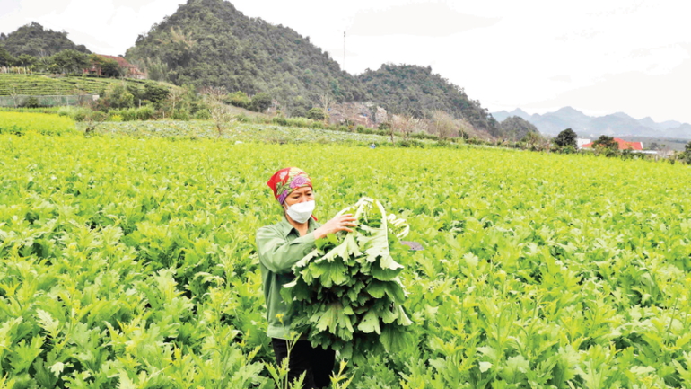 Producing safe vegetables according to VietGAP process at 19-5 Cooperative (Son La province). (Photo: VNA)