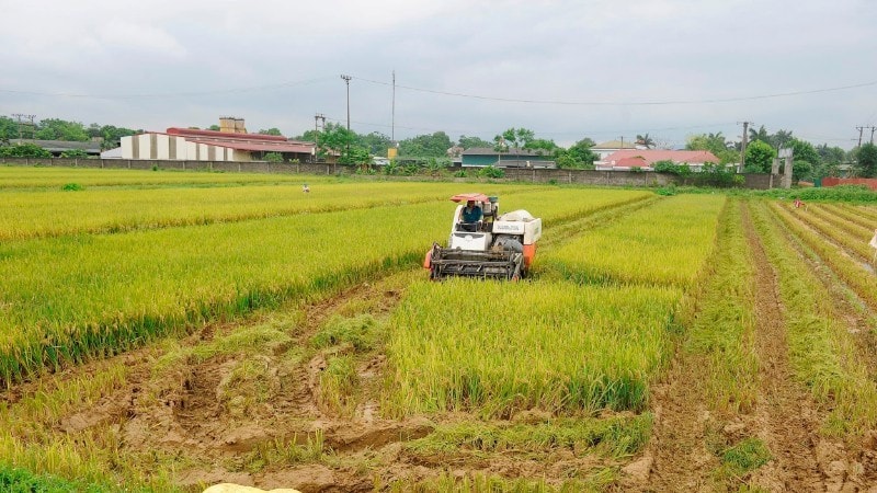 Harvesting rice in My Xuyen commune, Hanoi city. (Photo: DANG KHOA)