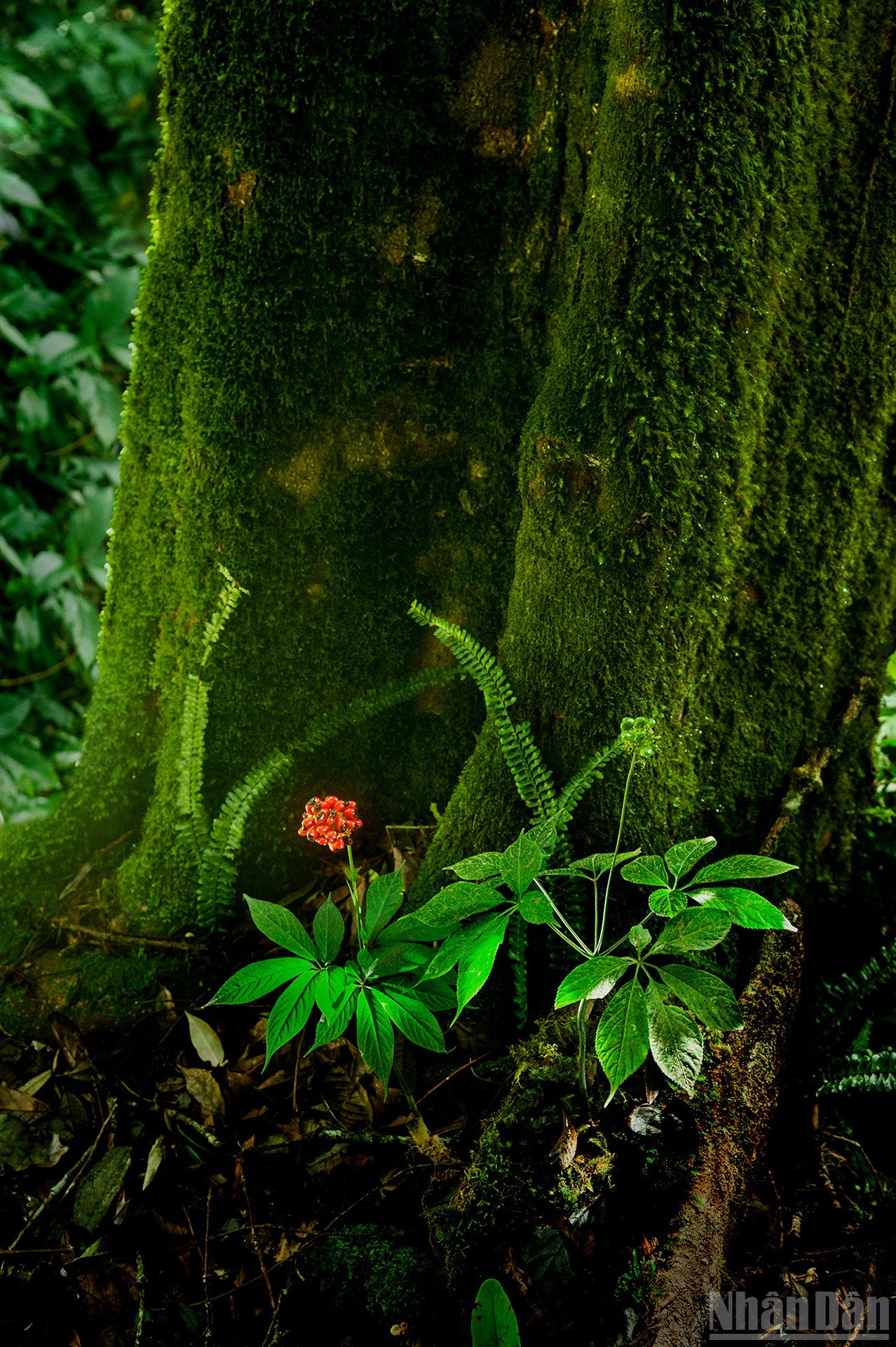 ndo_br_1-dag-5710.jpg