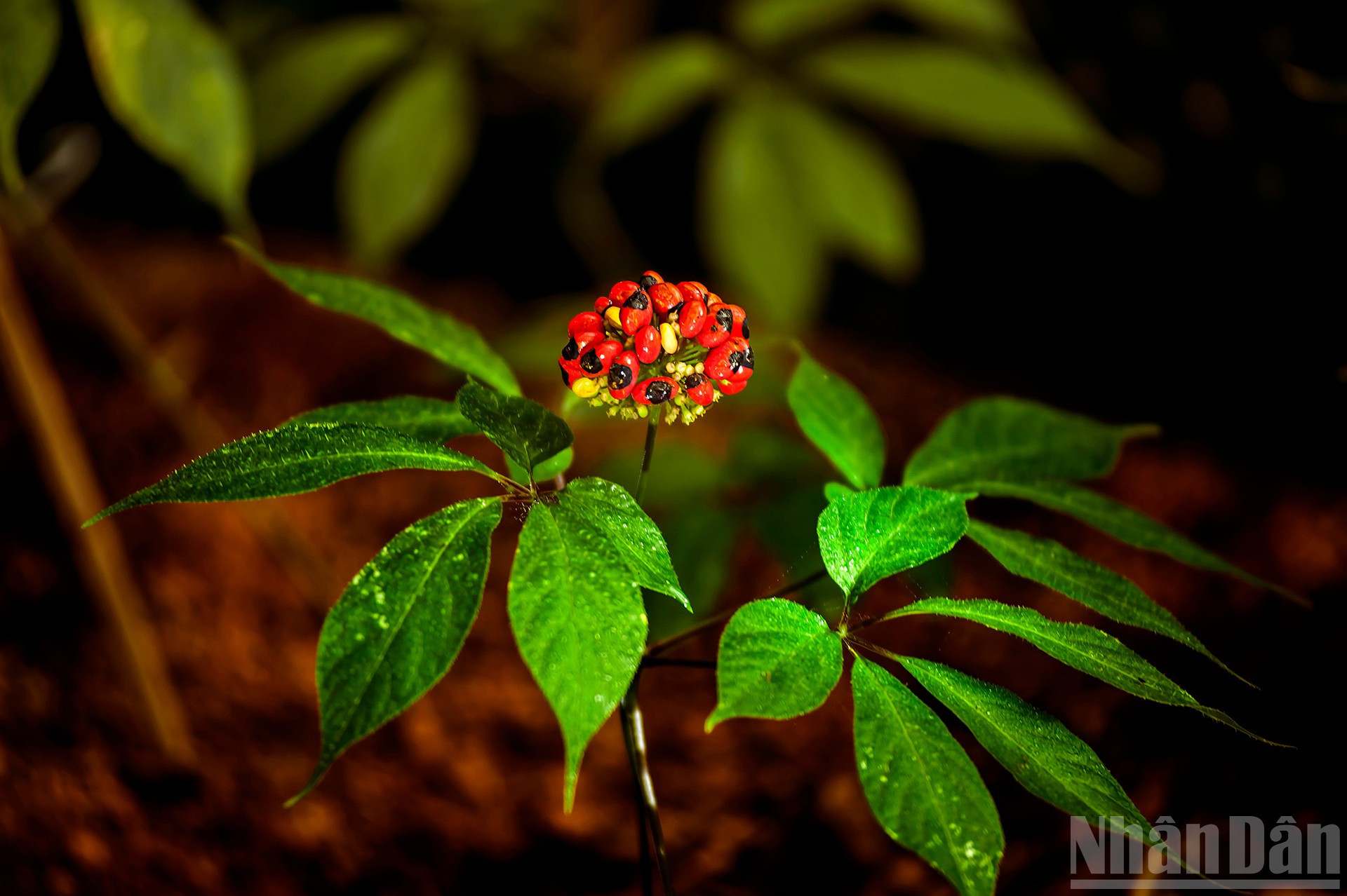 ndo_br_4-dag-5567.jpg