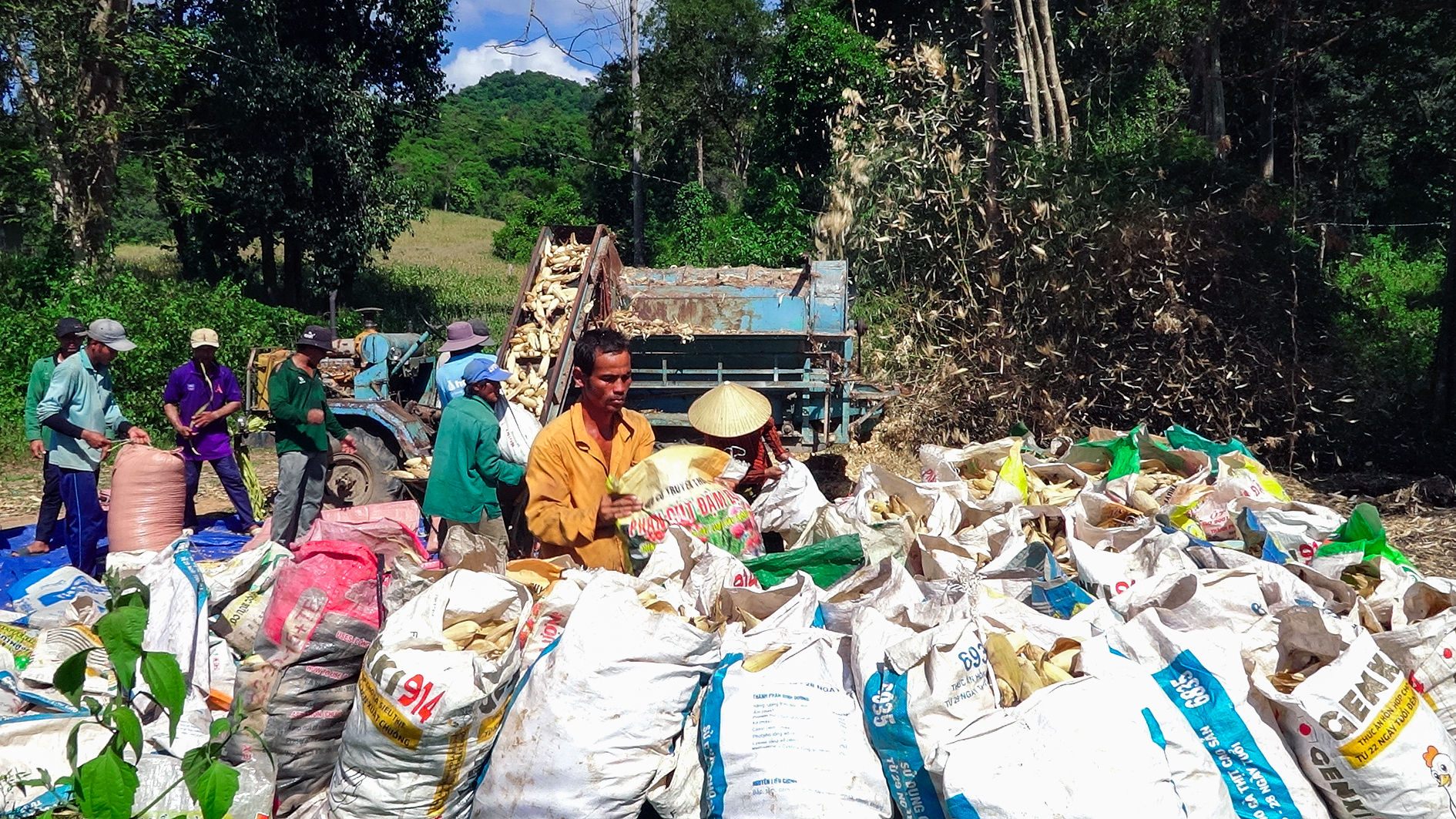 Thu hoạch bắp lai ở vùng đồng bào DTTS xã Hàm Thạnh (ảnh N. Lân) (2)