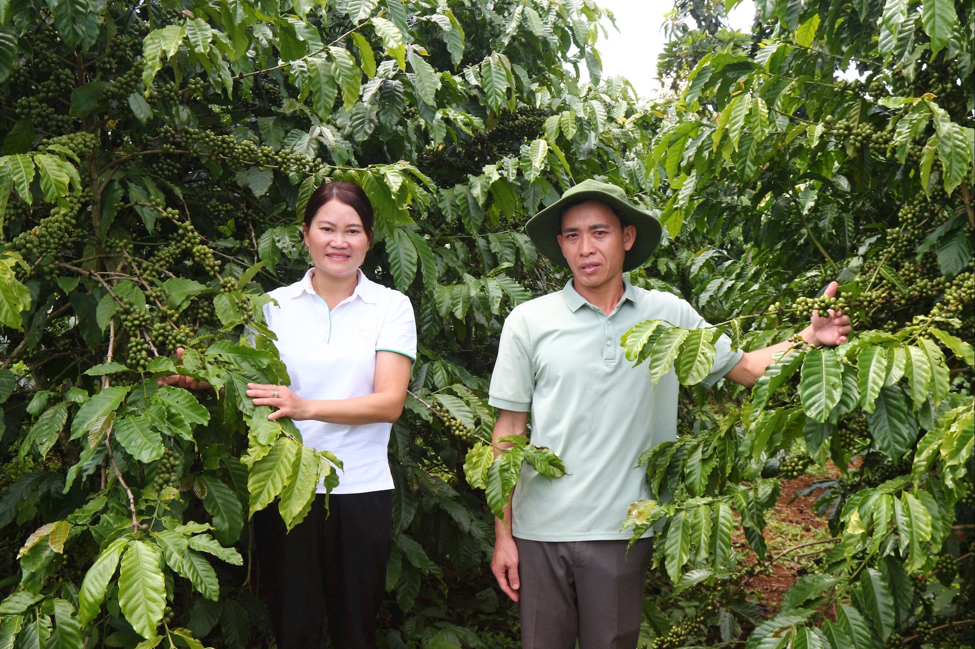 ដោយសារការដាំដុះកាហ្វេ គ្រួសារនៅក្នុងភូមិ១២ សុទ្ធតែមានជីវភាពធូរធារ មានទ្រព្យសម្បត្តិ និងមានប្រាក់ចំណូលរាប់ពាន់លានដុល្លារ។