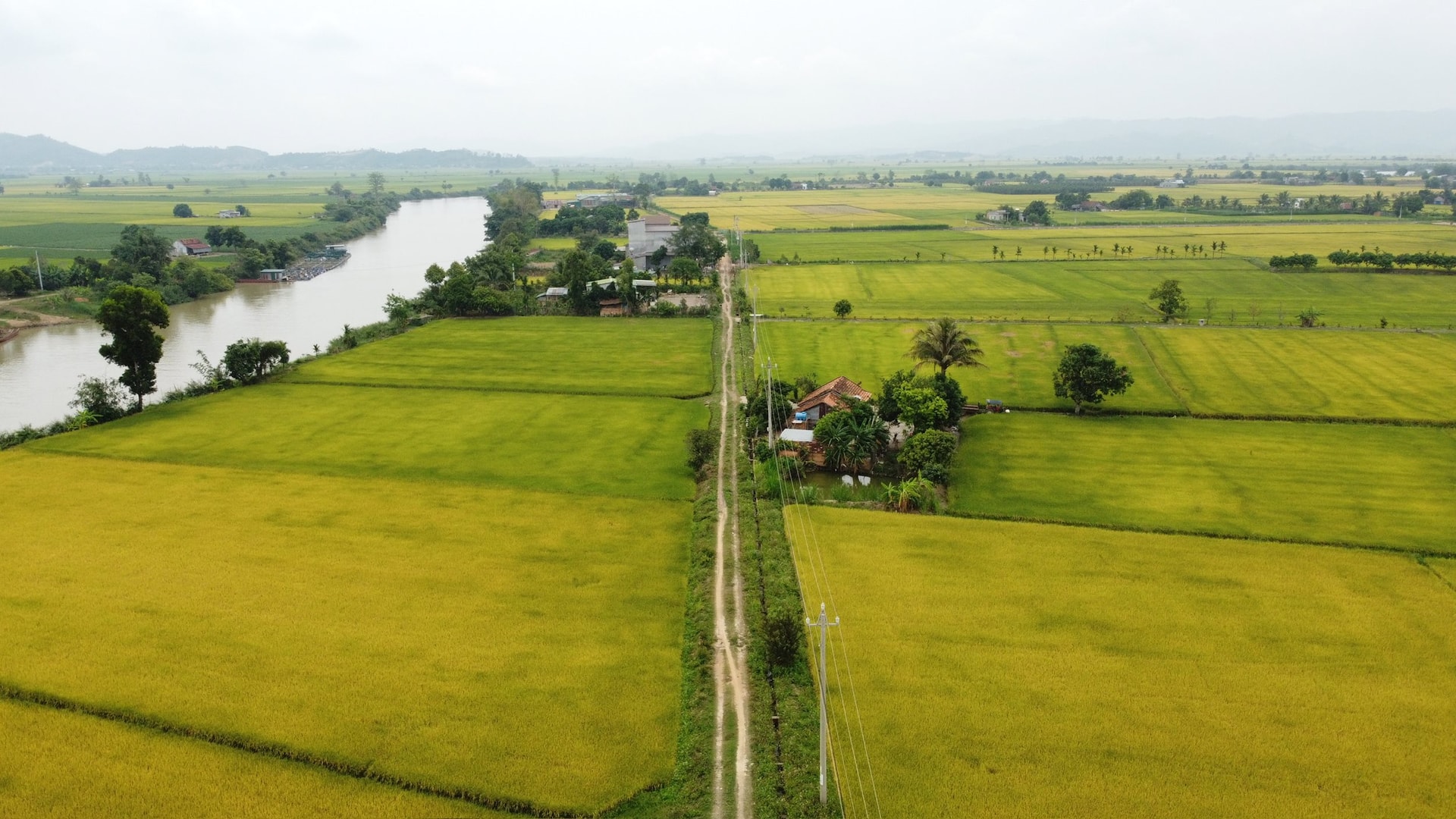 ជង្រុកស្រូវ