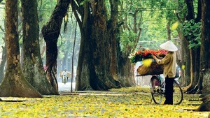 Mùa Thu Hà Nội có gì hấp dẫn du khách?