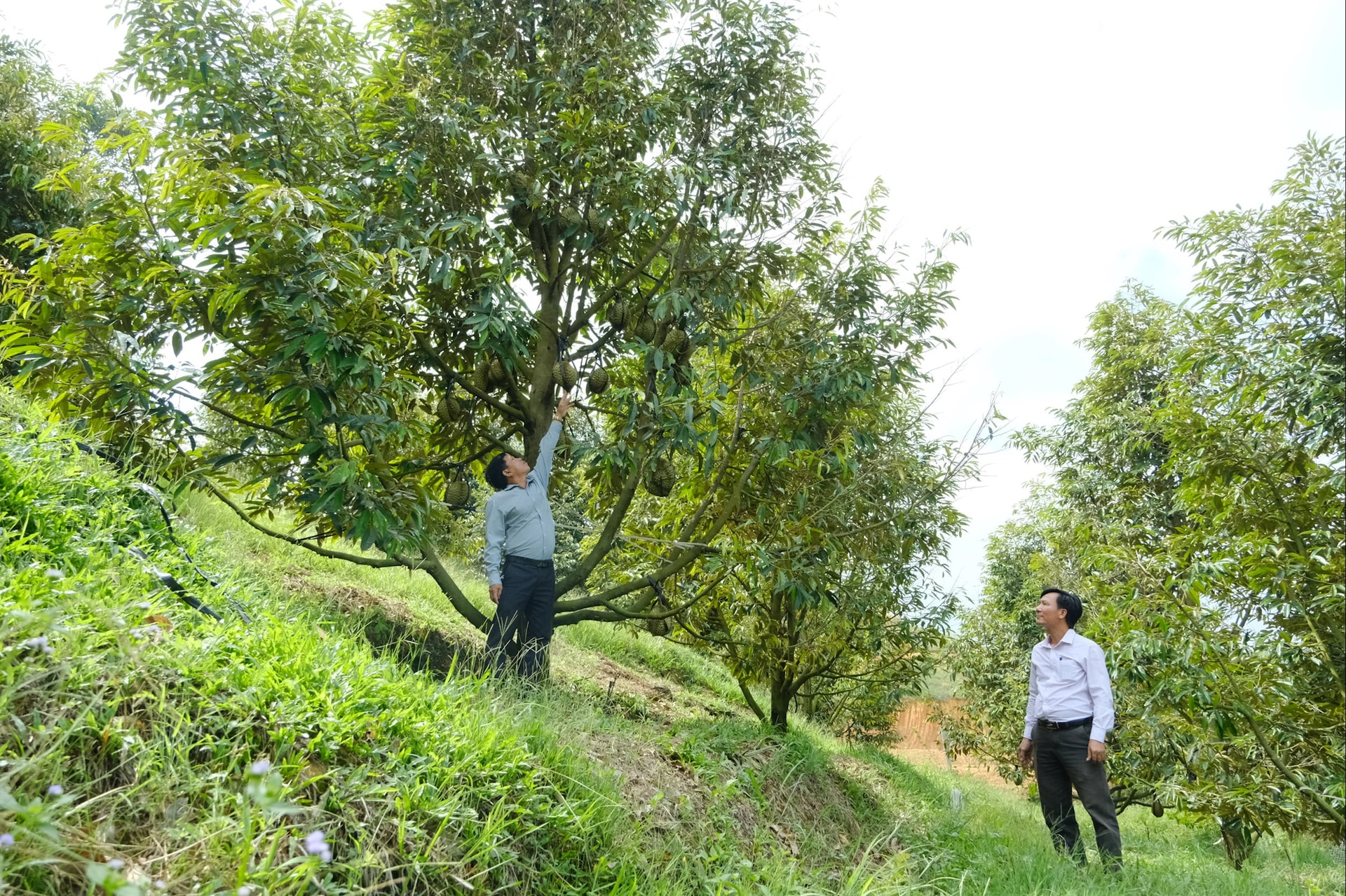 Photo 1 durian plantation in Nanning
