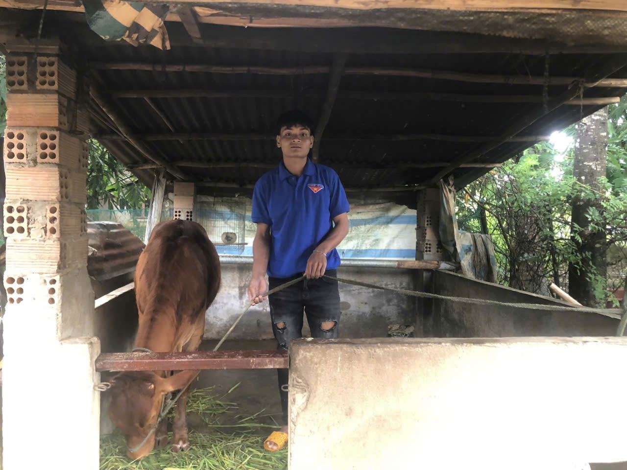 Cat Tien commune supports breeding cows for households to develop their economy.