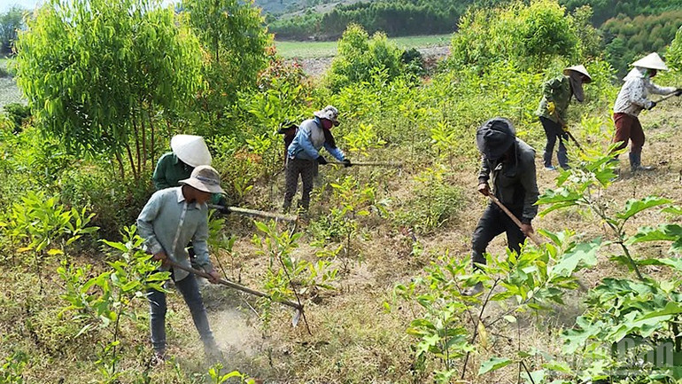 Đến nay, Việt Nam mới có khoảng 680.000 ha được cấp chứng chỉ quản lý rừng bền vững. ndo_br_rung-trong-anh-1.jpg