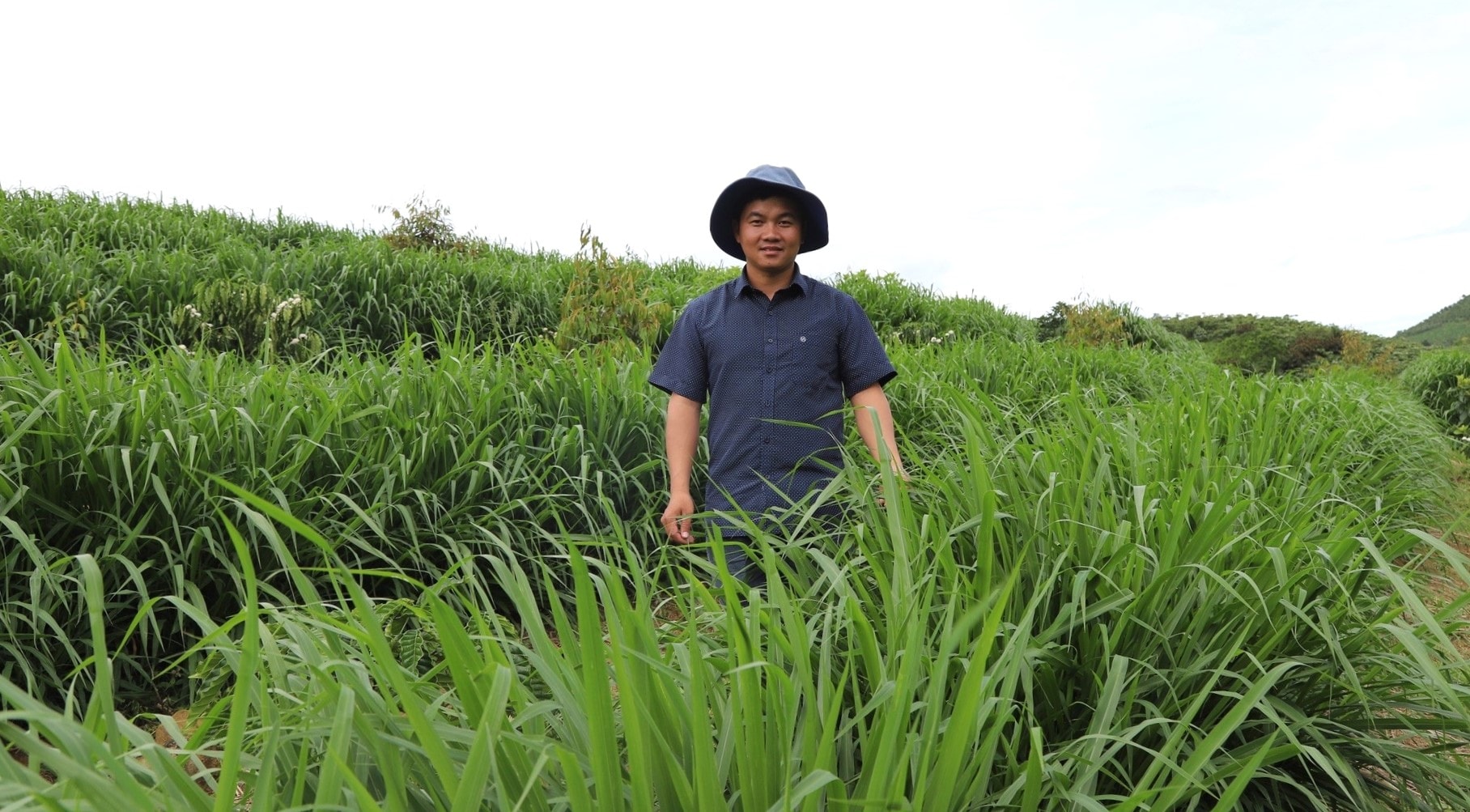 Đồng cỏ chăn nuôi phát triển xanh tốt theo quy trình tuần hoàn tai phường 3- Bảo Lộc, tỉnh Lâm Đồng (2)