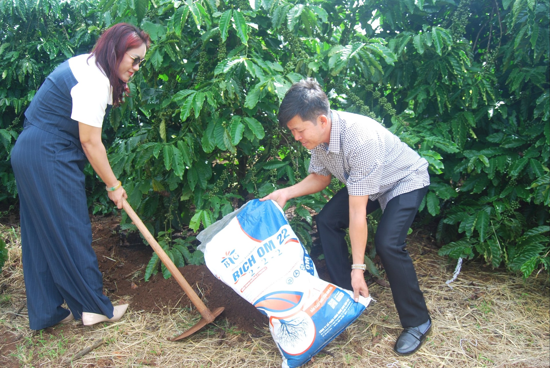 Mô hình nông nghiệp hữu cơ trên cây cà phê đã mở rộng không gian xanh trên vùng Lâm Đồng ngàn hoa (1)