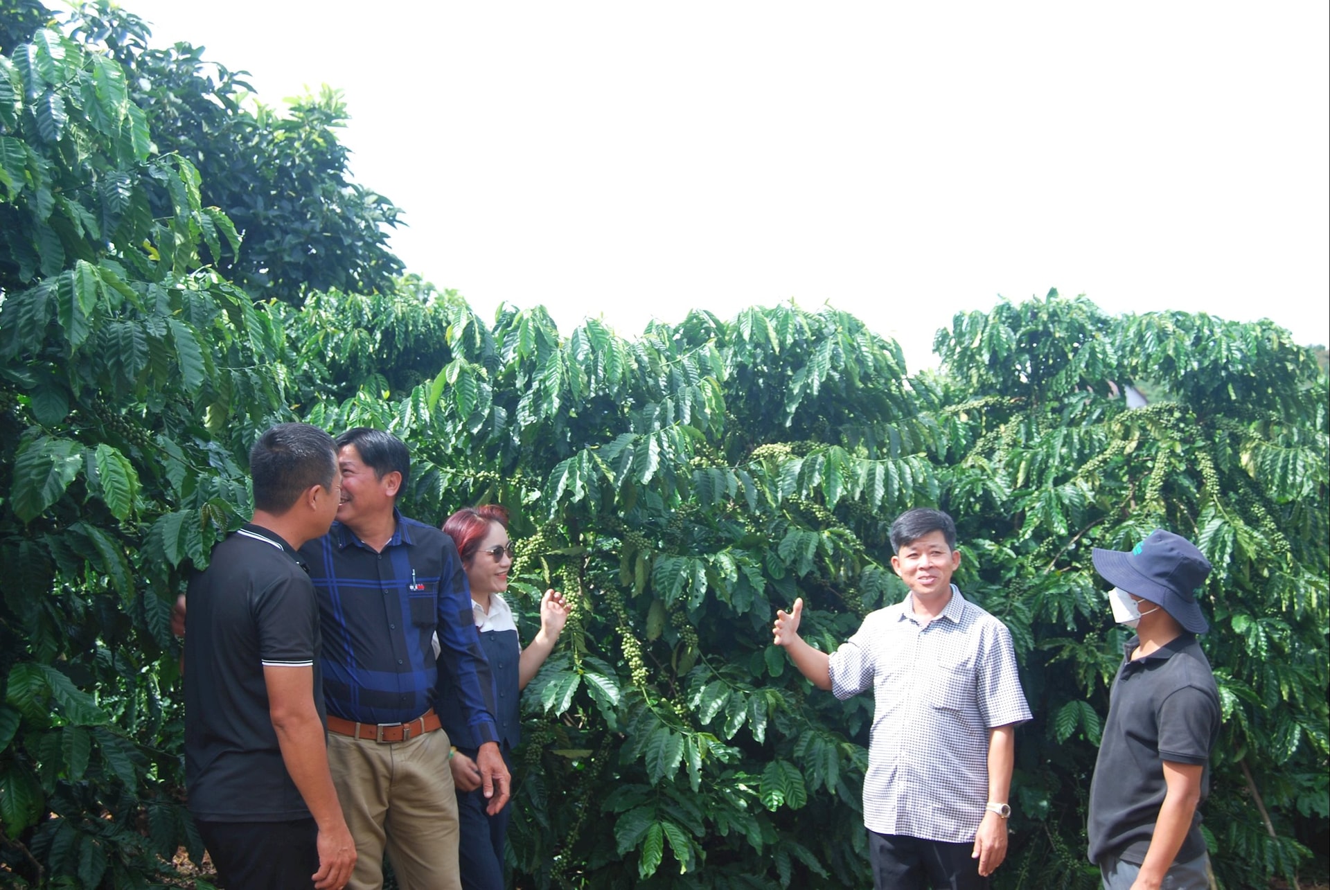 Mô hình nông nghiệp hữu cơ trên cây cà phê đã mở rộng không gian xanh trên vùng Lâm Đồng ngàn hoa (2)