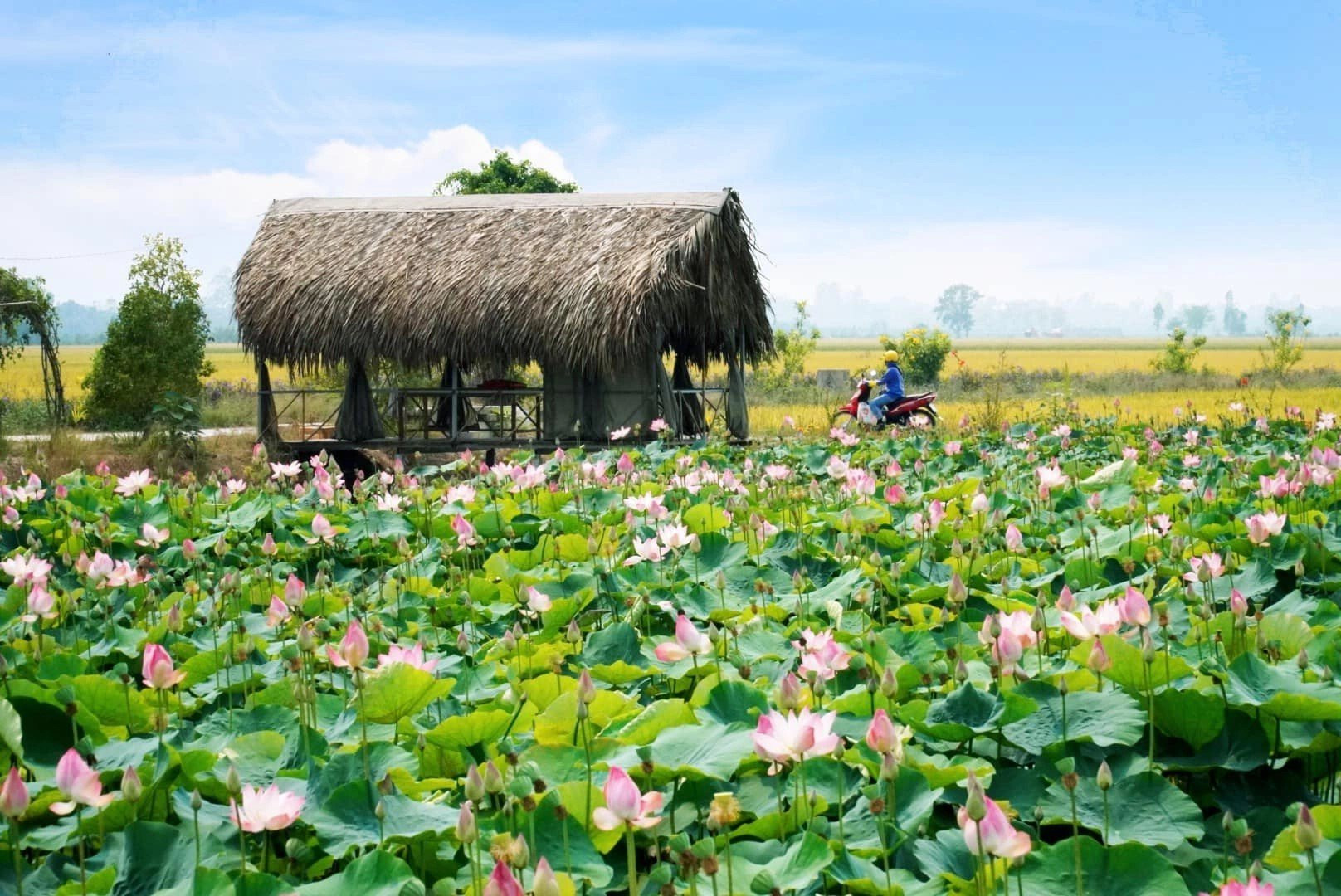 Dự kiến bảng lương tối thiểu vùng tại Đồng Tháp từ 01/01/2026