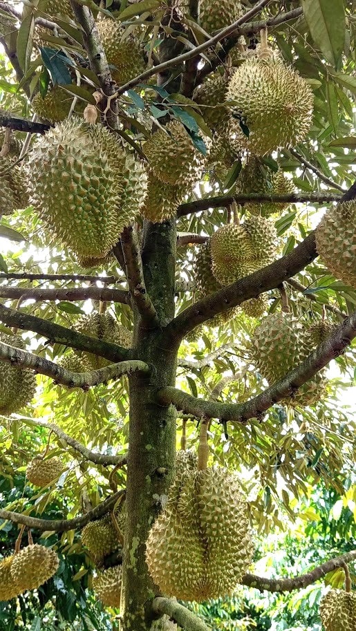 Tỉnh Lâm Đồng là địa phương có diện tích trồng sầu riêng lớn nhất trong cả nước.