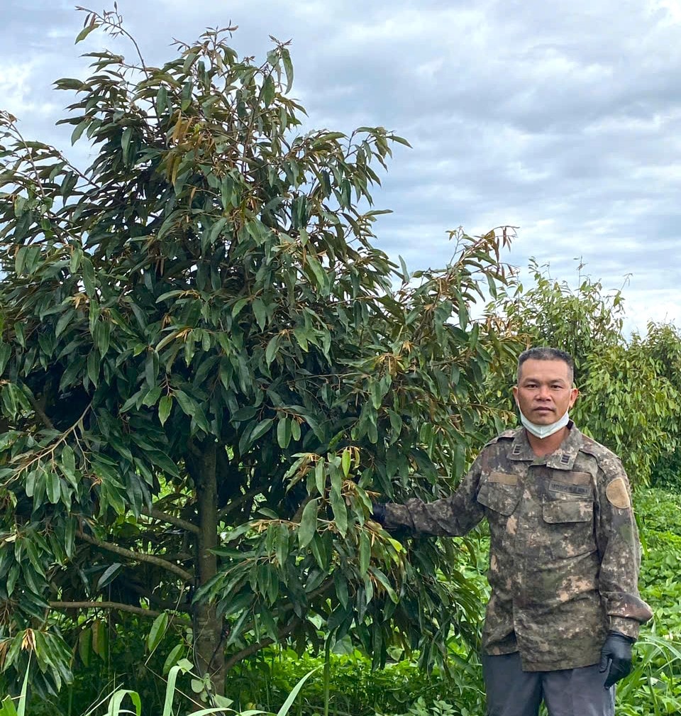 Tỉnh Lâm Đồng là địa phương phát triển diện tích trồng sầu riêng lớn nhất trong cả nước.