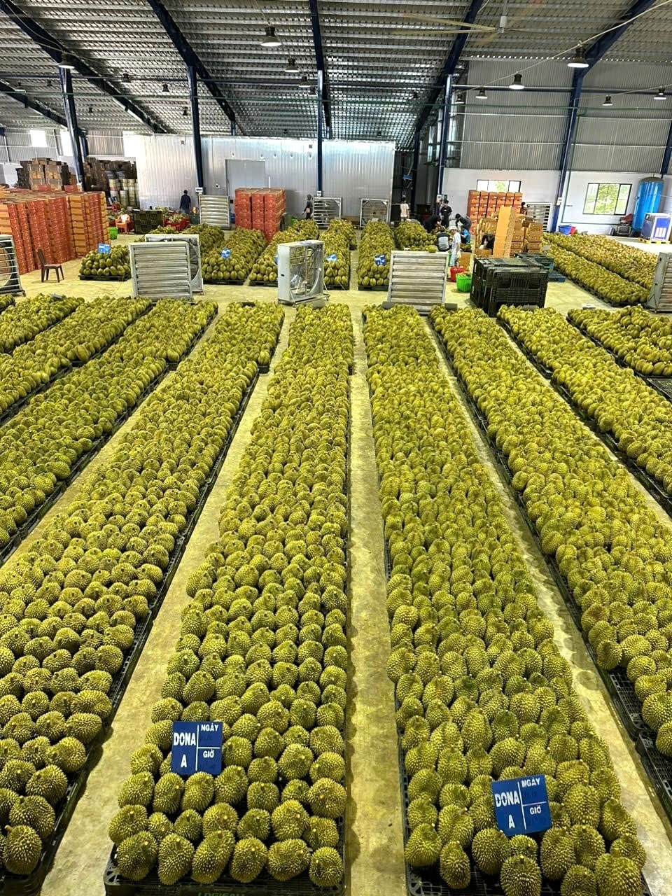 Toàn tỉnh Lâm Đồng đã được cấp 53 mã số cơ sở đóng gói sầu riêng xuất khẩu, tổng diện tích 134.971 m2 nhà xưởng (2)