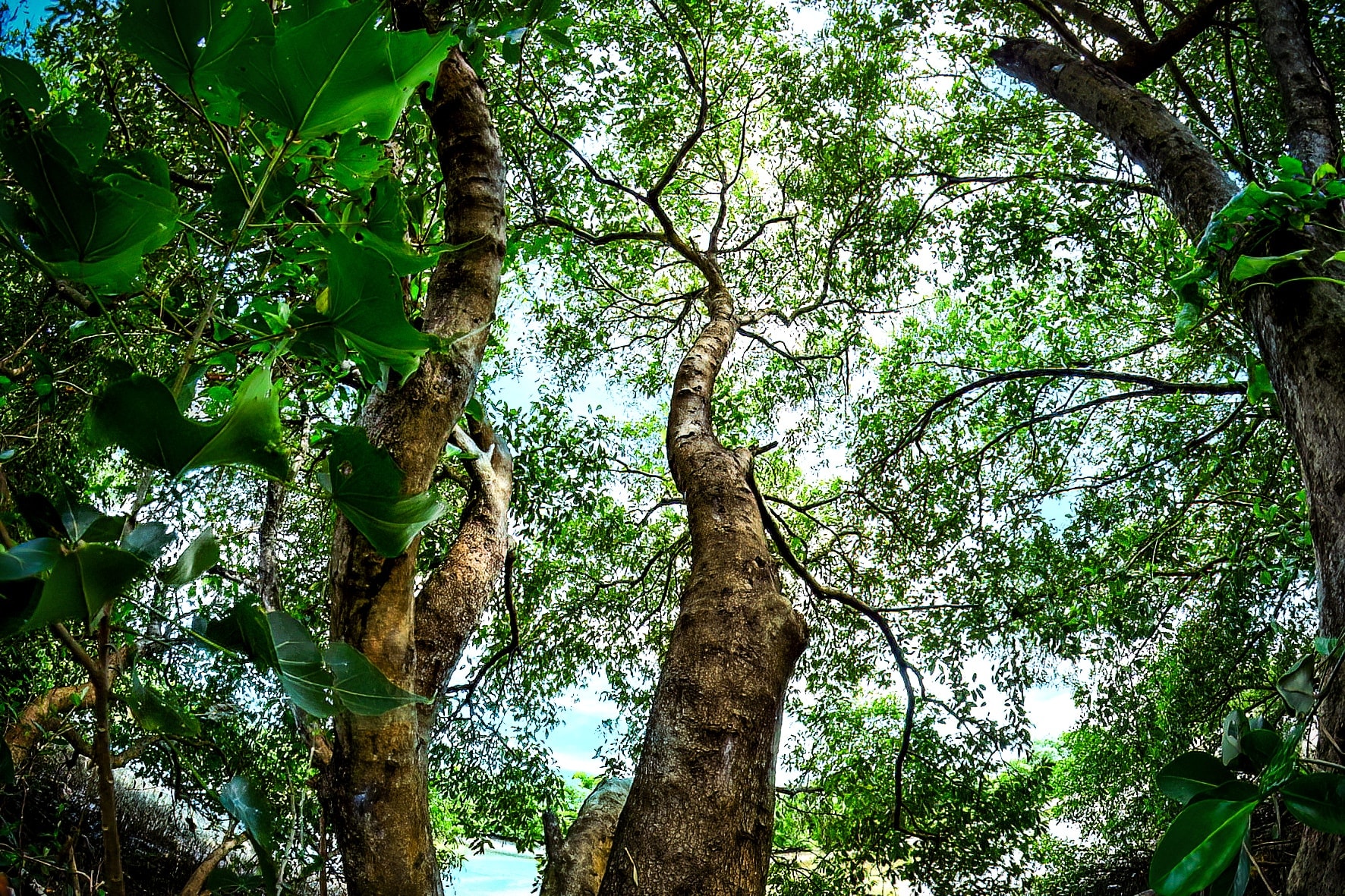 Cây mọc tự nhiên trong khu ngập nước Hùng Vương