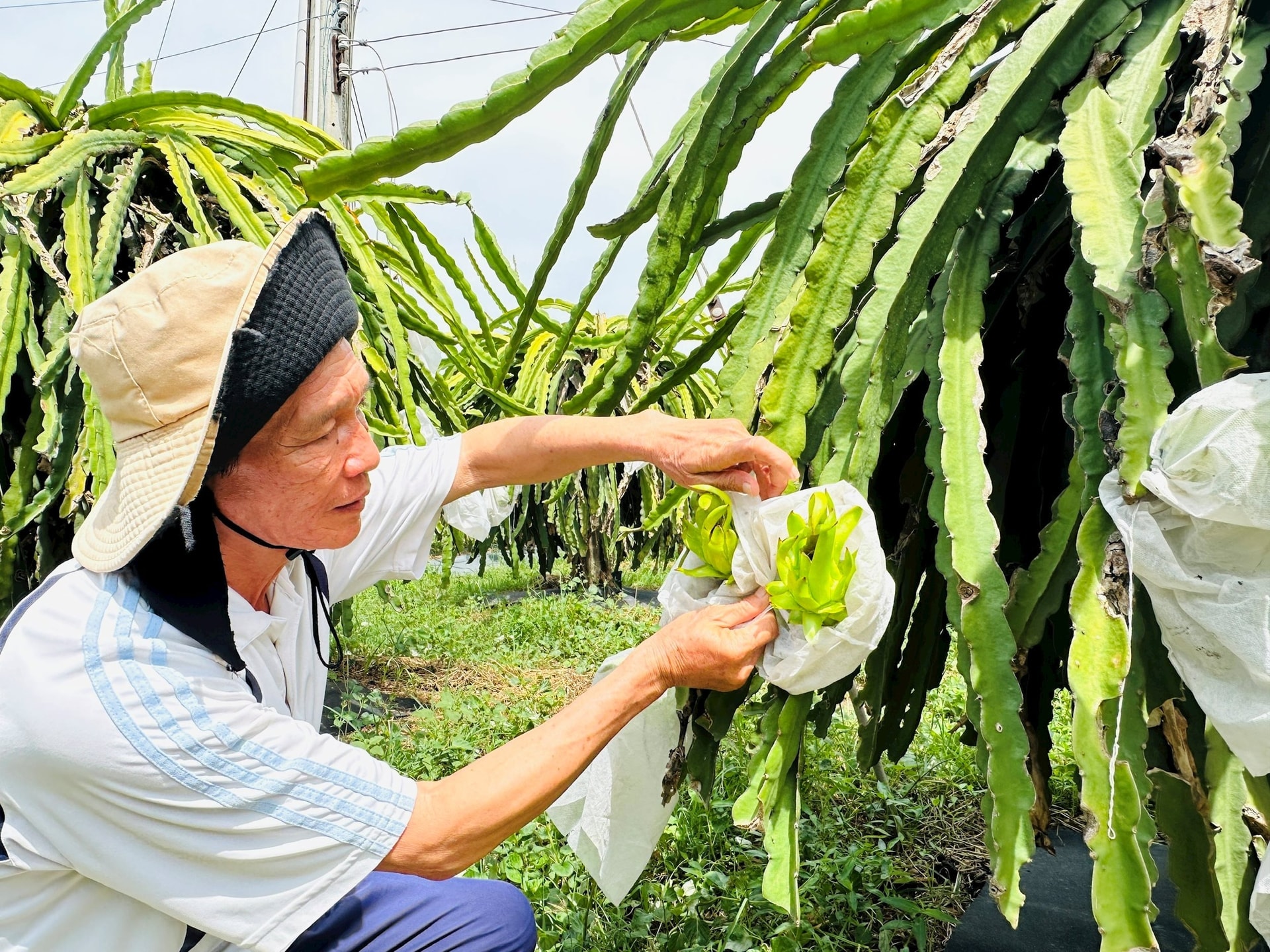 Nông dân áp dụng kỹ thuật vào sản xuất thanh long.