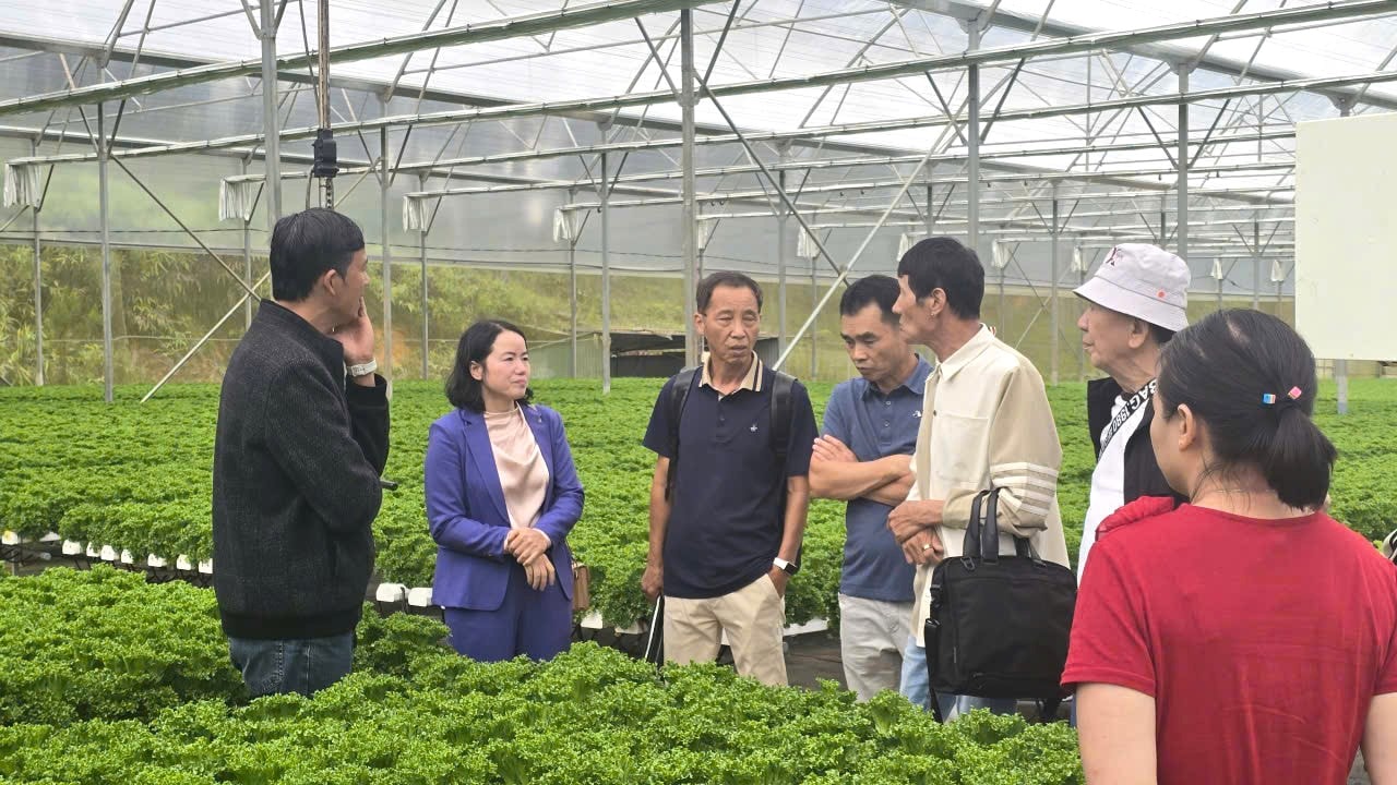 Đối tác Hàn Quốc sang Việt Nam đặt hàng tiêu thụ rau xà lách thủy canh trực tiếp với Công ty TNHH Trang trại Trường Phúc (1)